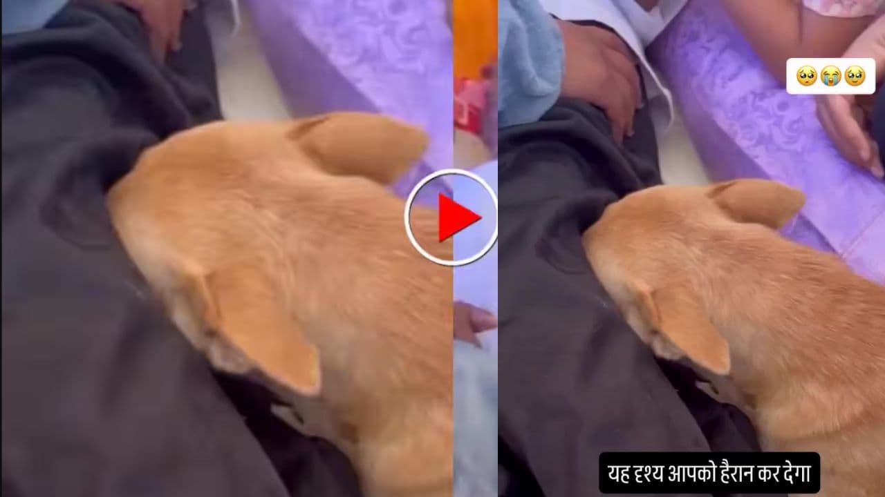 ಮಾಲೀಕನ ನಿಧನಕ್ಕೆ ಬಿಕ್ಕಿ ಬಿಕ್ಕಿ ಕಣ್ಣೀರು ಹಾಕಿದ ಶ್ವಾನ; ವಿಡಿಯೋ ನೋಡಿ ಭಾವುಕರಾದ ಜನರು | Dog Sheds Tears Over Owner Death People Get Emotional After Watching Video Mrq ಮಾಲೀಕನ ನಿಧನಕ್ಕೆ ಬಿಕ್ಕಿ ಬಿಕ್ಕಿ ಕಣ್ಣೀರು ಹಾಕಿದ ಶ್ವಾನ; ವಿಡಿಯೋ ನೋಡಿ ಭಾವುಕರಾದ ಜನರು | Dog Sheds Tears Over Owner Death People Get Emotional After Watching Video Mrq