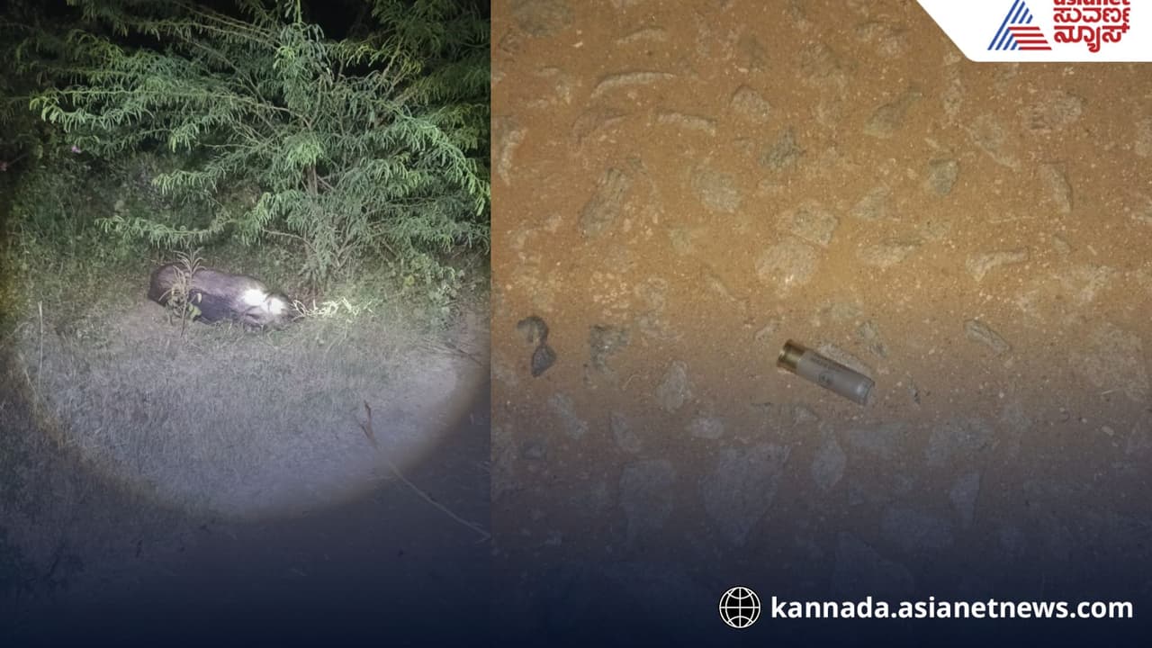 Chamarajanagar: ಚಾಮರಾಜನಗರದಲ್ಲಿ ಬೇಟೆಗಾರರ ಬಂದೂಕಿನ ಸದ್ದು: ಚಿರತೆ, ನವಿಲು, ಕಾಡುಹಂದಿಗಳೇ ಟಾರ್ಗೆಟ್! | Criminals Who Hunted Wild Boar In Chamarajanagar District Chamarajanagar: ಚಾಮರಾಜನಗರದಲ್ಲಿ ಬೇಟೆಗಾರರ ಬಂದೂಕಿನ ಸದ್ದು: ಚಿರತೆ, ನವಿಲು, ಕಾಡುಹಂದಿಗಳೇ ಟಾರ್ಗೆಟ್! | Criminals Who Hunted Wild Boar In Chamarajanagar District