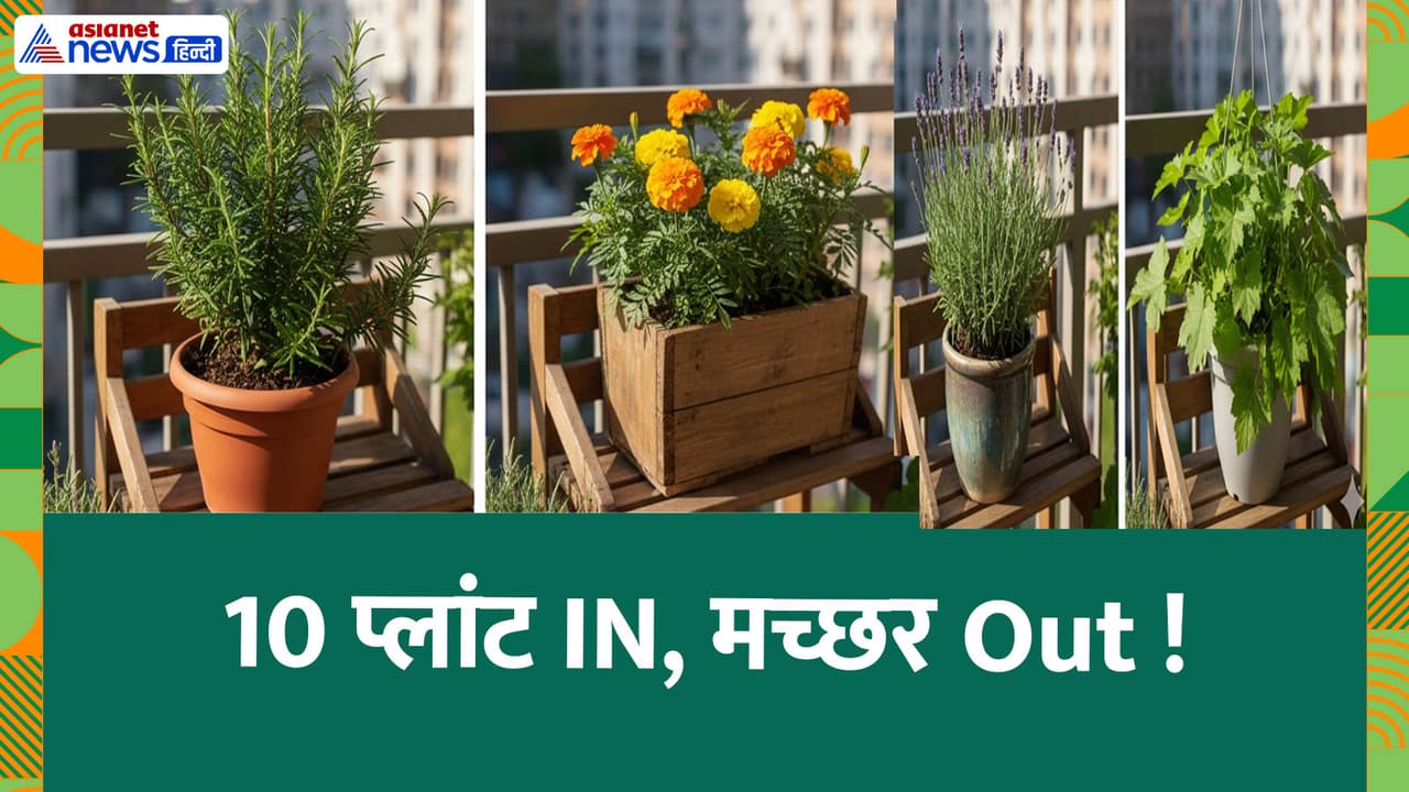 Mosquito Repellent Plants: मच्छरों को घर से सदा के लिए दूर रखेंगे ये 10 ...