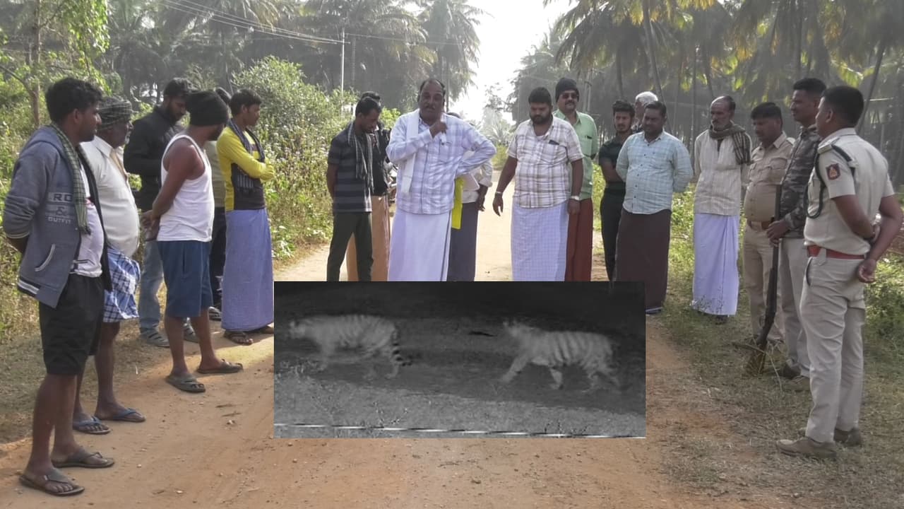 Tiger Attack: ಚಾಮರಾಜನಗರದಲ್ಲಿ 5 ಹುಲಿಗಳ ಹಾವಳಿ: ರೈತರ ಆಕ್ರೋಶ, ಡ್ರೋನ್ ಶೋಧಕ್ಕೆ ಅರಣ್ಯ ಇಲಾಖೆ ಸಿದ್ಧ! | Chamarajanagar Five Tigers Attack Villagers Fear Drone Search Gvd Tiger Attack: ಚಾಮರಾಜನಗರದಲ್ಲಿ 5 ಹುಲಿಗಳ ಹಾವಳಿ: ರೈತರ ಆಕ್ರೋಶ, ಡ್ರೋನ್ ಶೋಧಕ್ಕೆ ಅರಣ್ಯ ಇಲಾಖೆ ಸಿದ್ಧ! | Chamarajanagar Five Tigers Attack Villagers Fear Drone Search Gvd