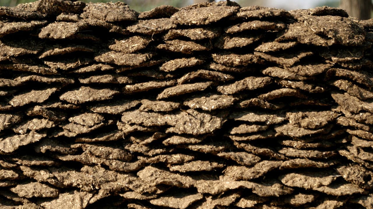 ಸಗಣಿಗೂ ಬಂತು ತೆರಿಗೆ ಭಾಗ್ಯ! ಪಾಕಿಸ್ತಾನದಲ್ಲಿ ಹಸು ಸಾಕೋರಿಗೆ ಟ್ಯಾಕ್ಸ್ ಶಾಕ್, ವಿಪಕ್ಷಗಳು ಹೇಳೋದೇ ಬೇರೆ | Pakistans New Gober Tax Why Cattle Owners Are Paying For Cow Dung ಸಗಣಿಗೂ ಬಂತು ತೆರಿಗೆ ಭಾಗ್ಯ! ಪಾಕಿಸ್ತಾನದಲ್ಲಿ ಹಸು ಸಾಕೋರಿಗೆ ಟ್ಯಾಕ್ಸ್ ಶಾಕ್, ವಿಪಕ್ಷಗಳು ಹೇಳೋದೇ ಬೇರೆ | Pakistans New Gober Tax Why Cattle Owners Are Paying For Cow Dung