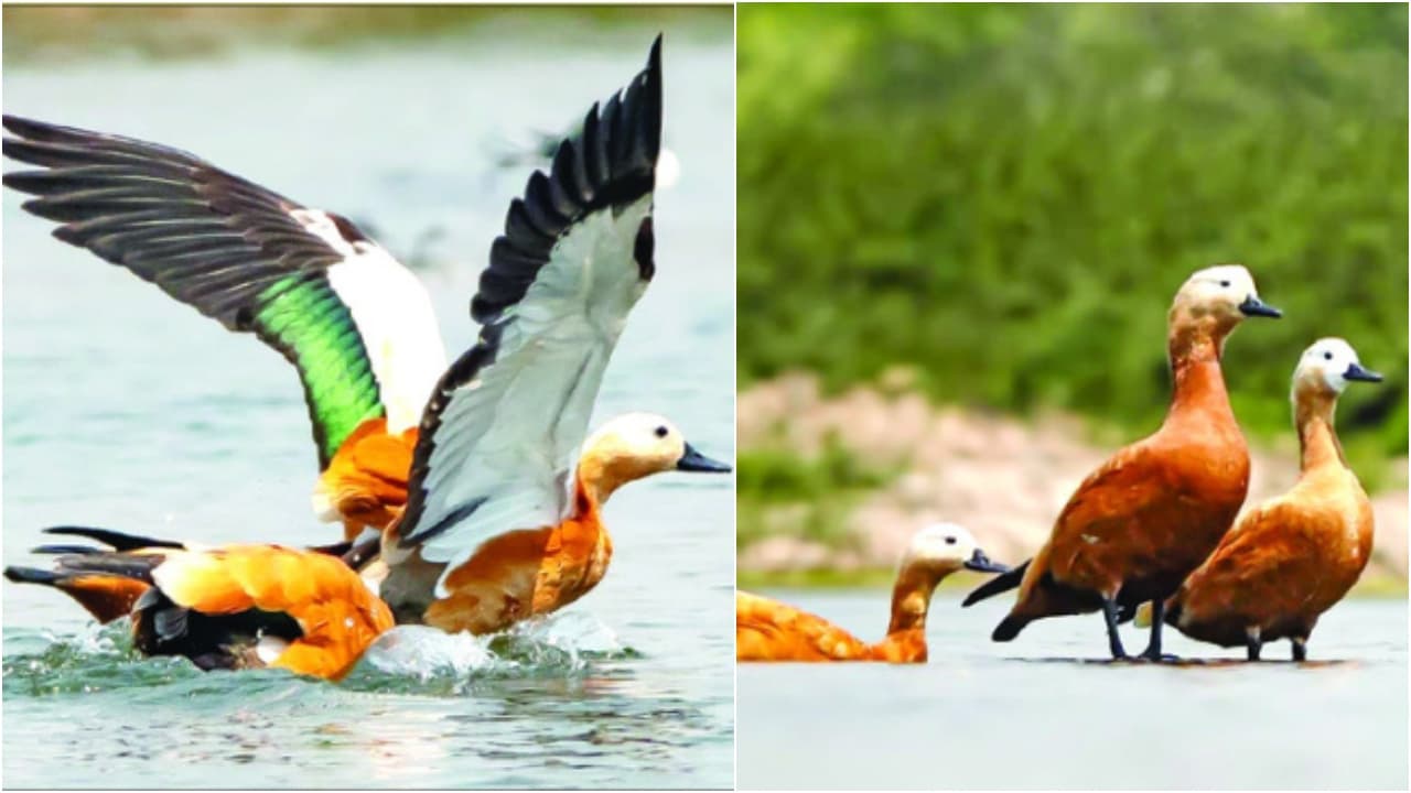 Karnataka: Migratory Ruddy Shelducks Flock to Singatalur Backwaters, Attract Nature Lovers