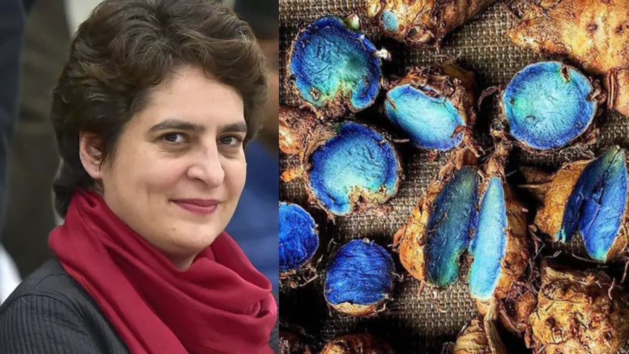 Priyanka Gandhi on Blue Turmeric ಪ್ರಿಪ್ರಿಯಾಂಕಾ ಗಾಂಧಿ ಸೇವಿಸುವ ‘ನೀಲಿ ಅರಿಶಿನ’ದ ರಹಸ್ಯವೇನು? | Priyanka Gandhi S Health Secret Discover The Benefits Uses Of Rare Blue Turmeric Priyanka Gandhi on Blue Turmeric ಪ್ರಿಪ್ರಿಯಾಂಕಾ ಗಾಂಧಿ ಸೇವಿಸುವ ‘ನೀಲಿ ಅರಿಶಿನ’ದ ರಹಸ್ಯವೇನು? | Priyanka Gandhi S Health Secret Discover The Benefits Uses Of Rare Blue Turmeric