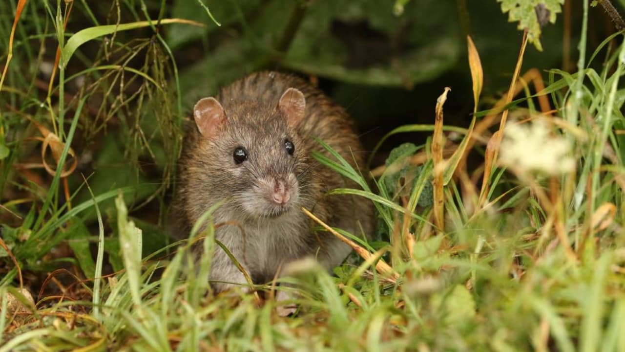 Rat: ఎలుక‌లు ఇబ్బంది పెడుతున్నాయా.? ఈ మొక్క‌లు పెంచితే.. ఇంట్లోకి అస్స ...