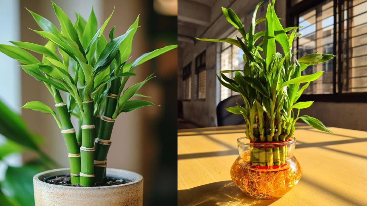 ಮನೆಯಲ್ಲಿ ಲಕ್ಕಿ ಬ್ಯಾಂಬೂ ಗಿಡ ಬೆಳೆಸುತ್ತೀರಾ? ಈ 5 ಸಿಂಪಲ್ ಟಿಪ್ಸ್ ಮರೆಯದೇ ಫಾಲೋ ಮಾಡಿ ಮನೆಯಲ್ಲಿ ಲಕ್ಕಿ ಬ್ಯಾಂಬೂ ಗಿಡ ಬೆಳೆಸುತ್ತೀರಾ? ಈ 5 ಸಿಂಪಲ್ ಟಿಪ್ಸ್ ಮರೆಯದೇ ಫಾಲೋ ಮಾಡಿ