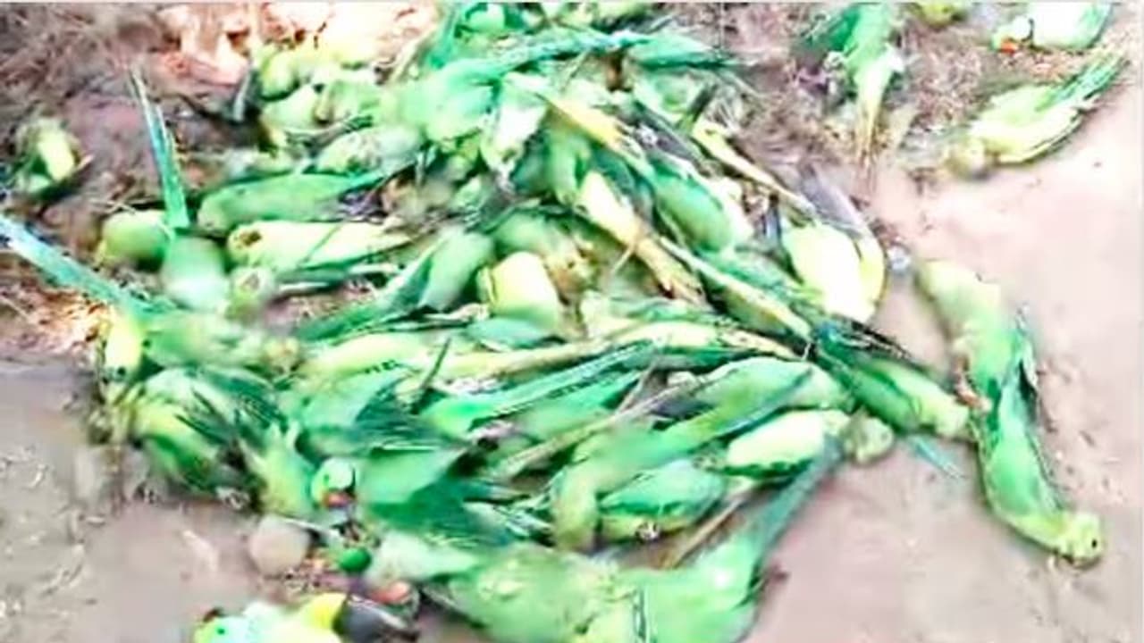 Narmada river parrot death: ವಿಷಾಹಾರ: ನರ್ಮದಾ ನದಿ ತೀರದಲ್ಲಿ 200ಕ್ಕೂ ಹೆಚ್ಚು ಗಿಳಿಗಳ ಮಾರಣಹೋಮ | Food Poisoning In Khargone Death Of Parrots On The Banks Of Narmada River Narmada river parrot death: ವಿಷಾಹಾರ: ನರ್ಮದಾ ನದಿ ತೀರದಲ್ಲಿ 200ಕ್ಕೂ ಹೆಚ್ಚು ಗಿಳಿಗಳ ಮಾರಣಹೋಮ | Food Poisoning In Khargone Death Of Parrots On The Banks Of Narmada River