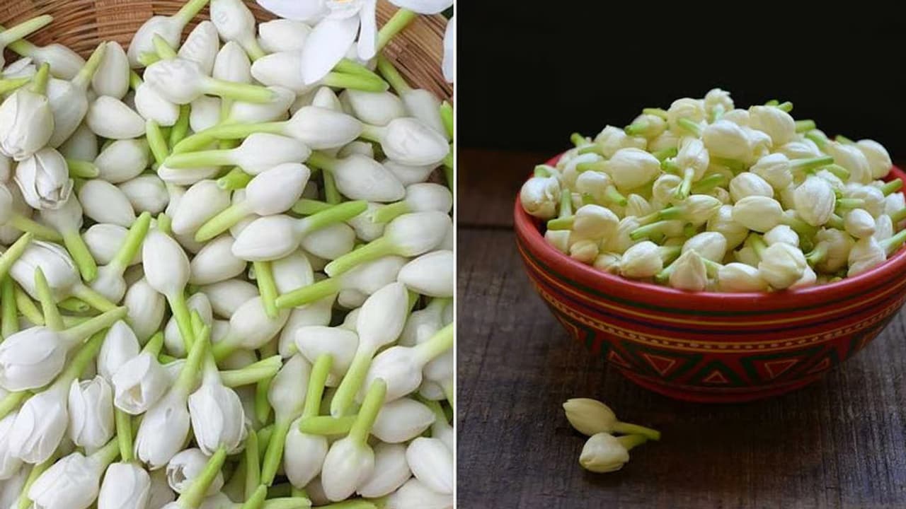 Jasmine Gardening Tips: How to Grow Blooming Mogra This Summer