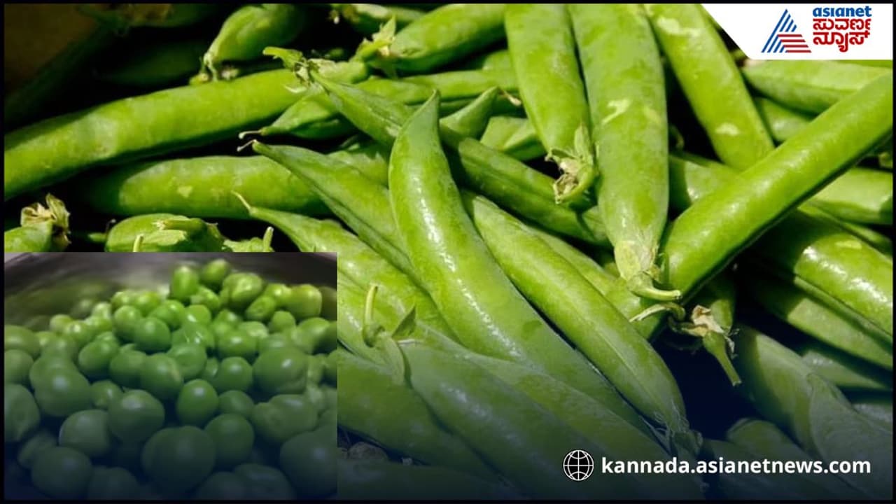 ಸಿಂಪಲ್ ಟಿಪ್ಸ್ ಫಾಲೋ ಮಾಡಿದ್ರೆ ಹತ್ತೇ ನಿಮಿಷದಲ್ಲಿ 5 ಕೆಜಿ ಬಟಾಣಿ ಸಿಪ್ಪೆ ತೆಗೀಬಹುದು ಸಿಂಪಲ್ ಟಿಪ್ಸ್ ಫಾಲೋ ಮಾಡಿದ್ರೆ ಹತ್ತೇ ನಿಮಿಷದಲ್ಲಿ 5 ಕೆಜಿ ಬಟಾಣಿ ಸಿಪ್ಪೆ ತೆಗೀಬಹುದು