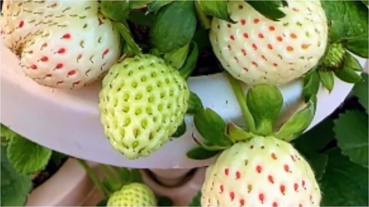 Saudi Arabia Makes History Growing Rare White Strawberries, Third Country Globally