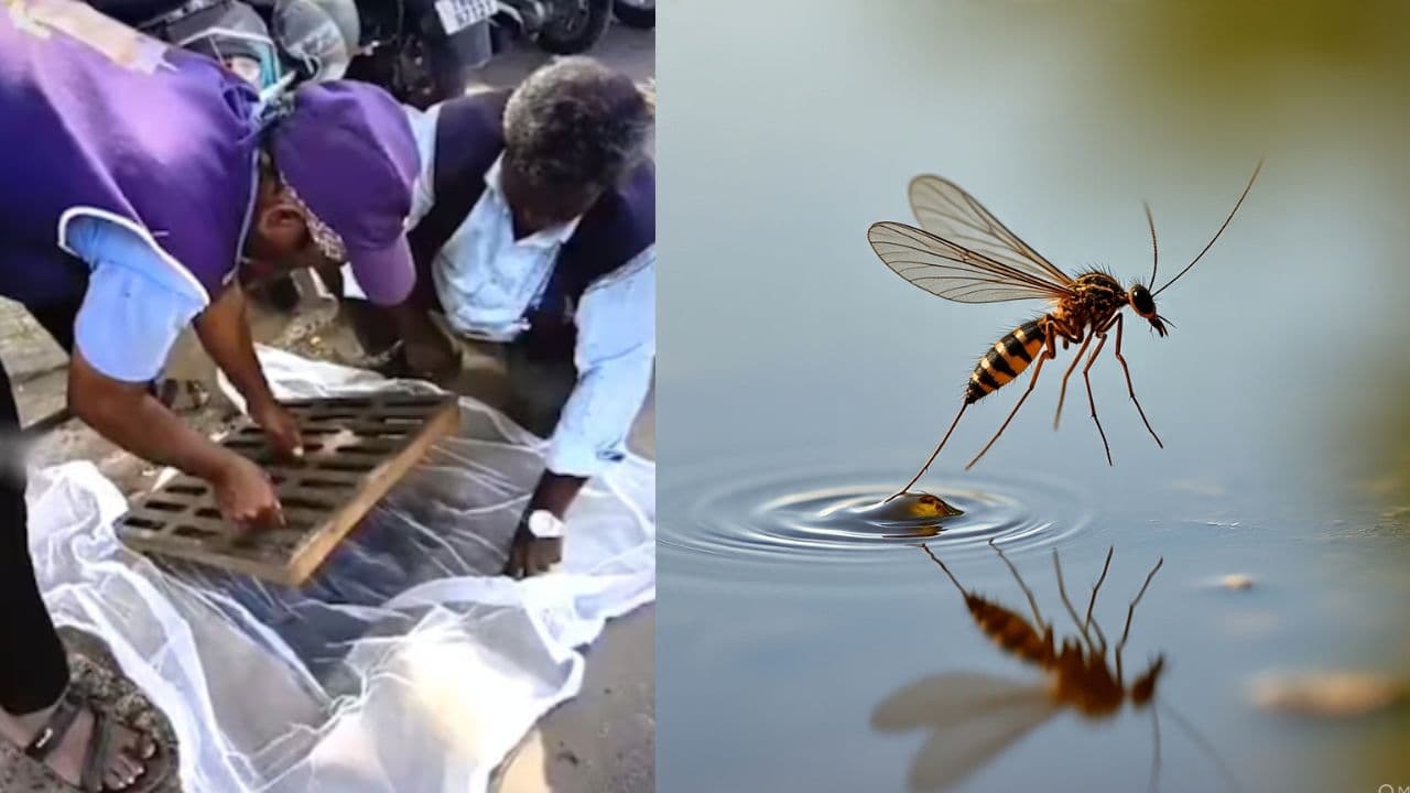 ಸೊಳ್ಳೆ ಹತ್ತಿಕ್ಕಲು ಚರಂಡಿಗೆ ಪರದೆ ಹಾಕಿದ ನಗರ ಪಾಲಿಕೆ: ಮೇಯರ್ ಟ್ರೋಲ್, ವಿಡಿಯೋ ವೈರಲ್ ಸೊಳ್ಳೆ ಹತ್ತಿಕ್ಕಲು ಚರಂಡಿಗೆ ಪರದೆ ಹಾಕಿದ ನಗರ ಪಾಲಿಕೆ: ಮೇಯರ್ ಟ್ರೋಲ್, ವಿಡಿಯೋ ವೈರಲ್