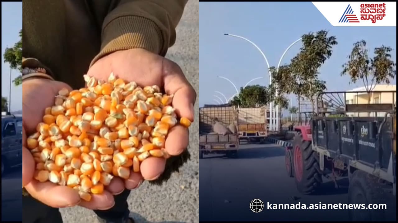 Haveri Farmers Protest : ಸರ್ಕಾರವೇ ಆರಂಭಿಸಿದ ಗೋವಿನ ಜೋಳ ಖರೀದಿ ಕೇಂದ್ರದಿಂದಲೇ ರೈತರಿಗೆ ಮೋಸ! | Haveri Farmers Protest Over Fraud At Govt Maize Procurement Centre Haveri Farmers Protest : ಸರ್ಕಾರವೇ ಆರಂಭಿಸಿದ ಗೋವಿನ ಜೋಳ ಖರೀದಿ ಕೇಂದ್ರದಿಂದಲೇ ರೈತರಿಗೆ ಮೋಸ! | Haveri Farmers Protest Over Fraud At Govt Maize Procurement Centre