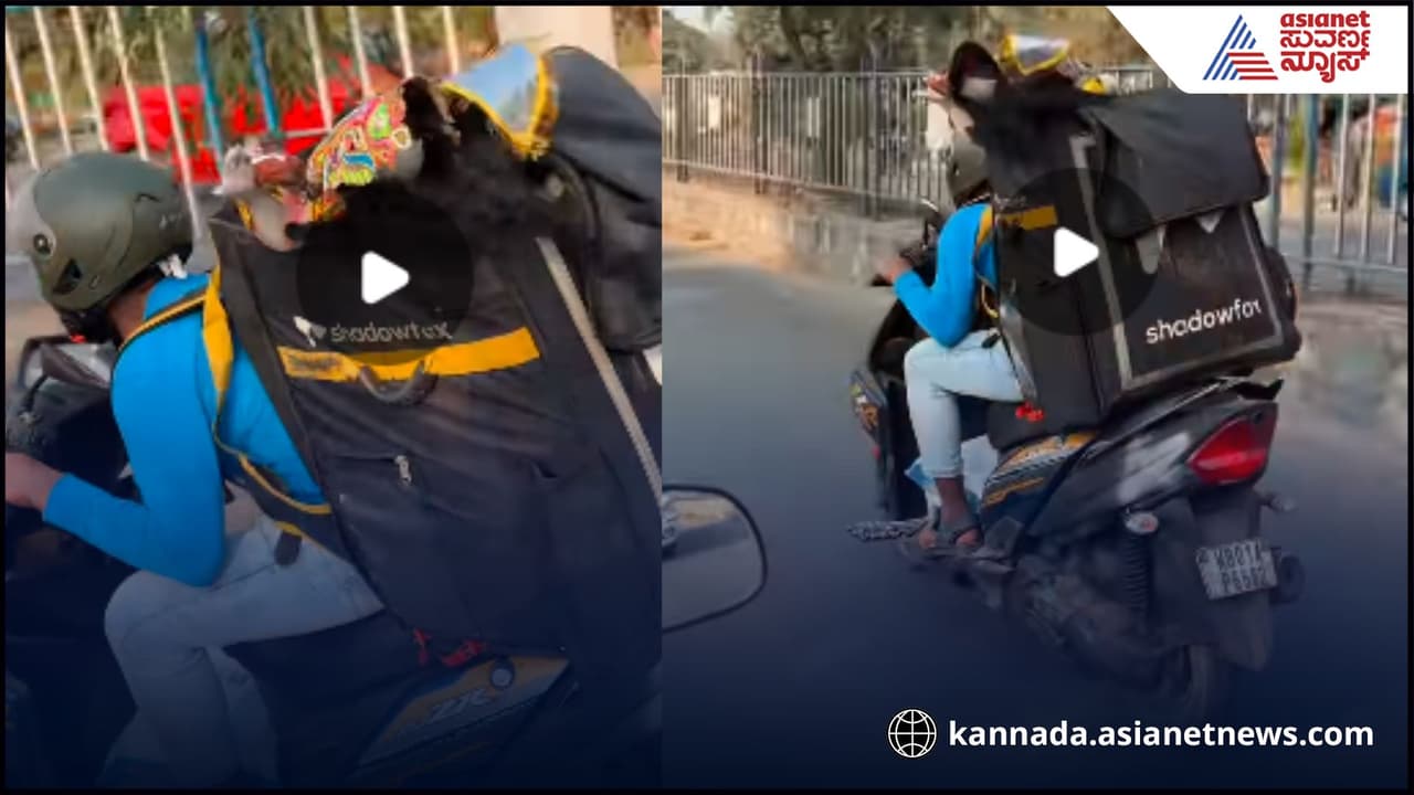 ಬ್ಯಾಗ್ ಒಳಗೆ ಇರೋದು ಪಿಜ್ಜಾ, ಬಿರಿಯಾನಿ ಅಲ್ಲ, ಸಾಕ್ಷಾತ್ ಶಾರದೆ! 20 ಲಕ್ಷ ವೀವ್ಸ್ ಬಂದಿರೋ ವಿಡಿಯೋ ಇಲ್ಲಿದೆ ನೋಡಿ! | Viral Video Not Biryani But Goddess Sharada Inside The Bag Hits 2m Views ಬ್ಯಾಗ್ ಒಳಗೆ ಇರೋದು ಪಿಜ್ಜಾ, ಬಿರಿಯಾನಿ ಅಲ್ಲ, ಸಾಕ್ಷಾತ್ ಶಾರದೆ! 20 ಲಕ್ಷ ವೀವ್ಸ್ ಬಂದಿರೋ ವಿಡಿಯೋ ಇಲ್ಲಿದೆ ನೋಡಿ! | Viral Video Not Biryani But Goddess Sharada Inside The Bag Hits 2m Views