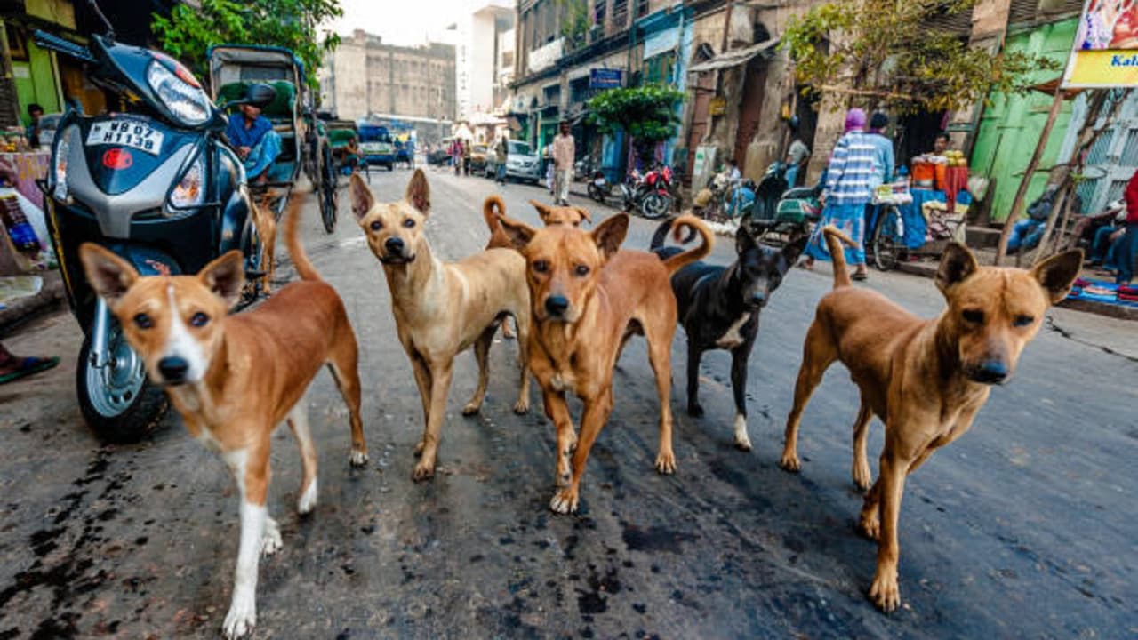 ಬಳ್ಳಾರಿ: ಮೂರು ತಿಂಗಳಲ್ಲಿ 4300 ಮಂದಿಗೆ ಬೀದಿ ನಾಯಿ ಕಡಿತ! ಚಿಕಿತ್ಸೆ ಫಲಿಸದೇ ಇಬ್ಬರ ಸಾವು | Ballari 4300 People Bitten By Stray Dogs In Three Months Two Dies Mrq ಬಳ್ಳಾರಿ: ಮೂರು ತಿಂಗಳಲ್ಲಿ 4300 ಮಂದಿಗೆ ಬೀದಿ ನಾಯಿ ಕಡಿತ! ಚಿಕಿತ್ಸೆ ಫಲಿಸದೇ ಇಬ್ಬರ ಸಾವು | Ballari 4300 People Bitten By Stray Dogs In Three Months Two Dies Mrq