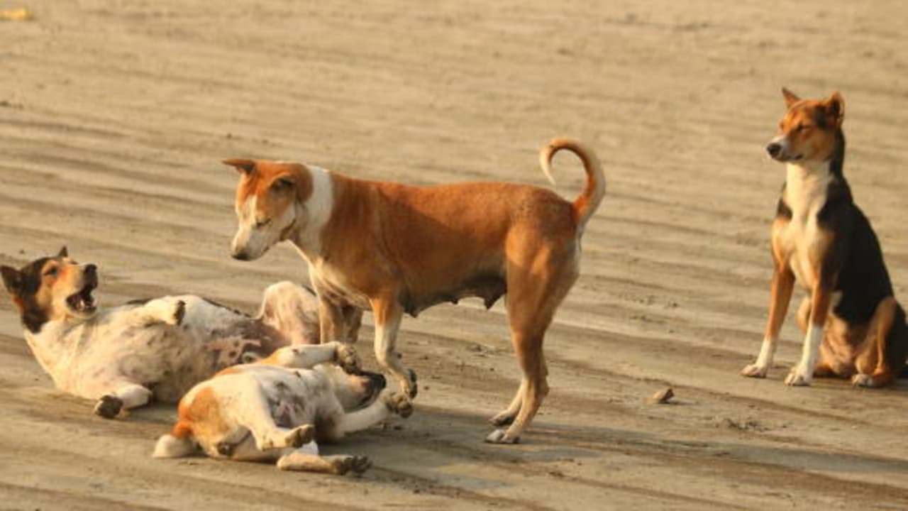 ರಸ್ತೆಗೆ ಕಾಲಿಟ್ಟಿರೋ ಹುಷಾರ್, ಕಚ್ಲಿಕ್ಕೆ ಕಾಯ್ತಿವೆ ಬೀದಿ ನಾಯಿ – ನಿನ್ನೆ ಮತ್ತೆ 6 ಜನರಿಗೆ ಬೀದಿ ನಾಯಿಗಳ ಕಡಿತ | Be Alert On The Roads Stray Dogs Lie In Wait To Attack ರಸ್ತೆಗೆ ಕಾಲಿಟ್ಟಿರೋ ಹುಷಾರ್, ಕಚ್ಲಿಕ್ಕೆ ಕಾಯ್ತಿವೆ ಬೀದಿ ನಾಯಿ – ನಿನ್ನೆ ಮತ್ತೆ 6 ಜನರಿಗೆ ಬೀದಿ ನಾಯಿಗಳ ಕಡಿತ | Be Alert On The Roads Stray Dogs Lie In Wait To Attack