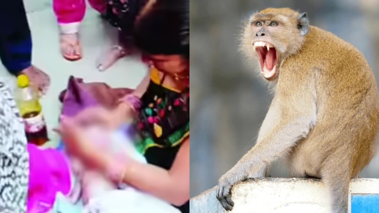 https://static.asianetnews.com/images/w-1280,h-720,format-jpg,imgid-01kfsvd7bdan63sypp8n21pj33,imgname-monkey-snatches-20-day-old-newborn-1769320389997.jpg