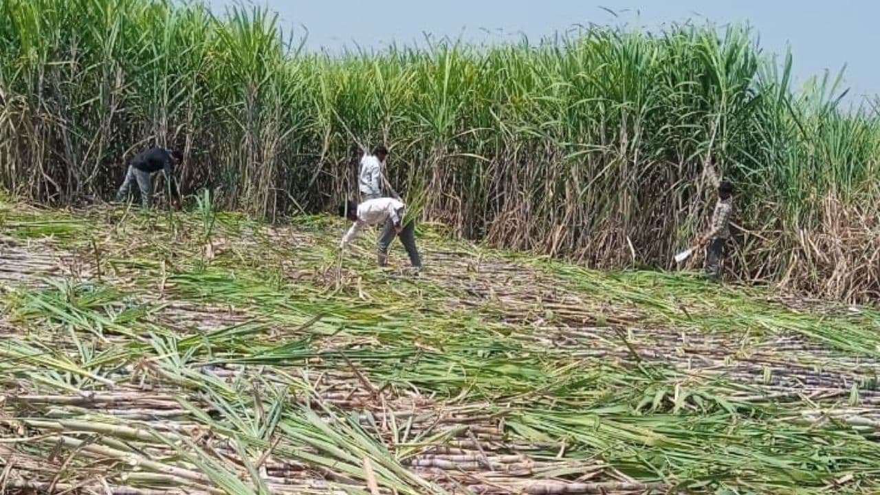 ಕಬ್ಬು ಬೆಳೆಗಾರರಿಗೆ ₹ 300 ಕೋಟಿ ಬಿಡುಗಡೆ – ಬೆಳಗಾವಿ ರೈತರ ಹೋರಾಟದಲ್ಲಿ ಸರ್ಕಾರ ನೀಡಿದ್ದ ಭರವಸೆ | Rs 300 Crore Released For Sugarcane Growers ಕಬ್ಬು ಬೆಳೆಗಾರರಿಗೆ ₹ 300 ಕೋಟಿ ಬಿಡುಗಡೆ – ಬೆಳಗಾವಿ ರೈತರ ಹೋರಾಟದಲ್ಲಿ ಸರ್ಕಾರ ನೀಡಿದ್ದ ಭರವಸೆ | Rs 300 Crore Released For Sugarcane Growers