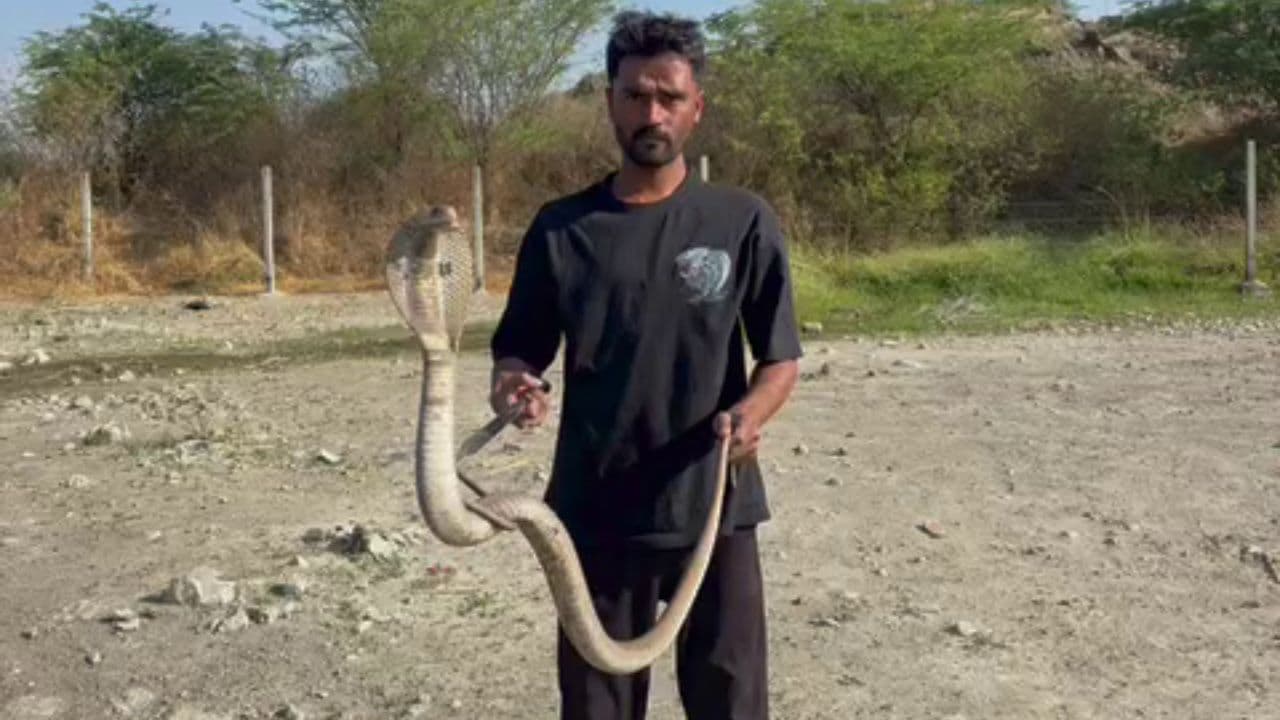 Snake Video: ಕೊಂಡಗುಳಿಯಲ್ಲಿ ಭೀತಿ ಮೂಡಿಸಿದ್ದ ದೊಡ್ಡ ಹೆಡೆಯ ನಾಗರಹಾವು ರಕ್ಷಣೆ Snake Video: ಕೊಂಡಗುಳಿಯಲ್ಲಿ ಭೀತಿ ಮೂಡಿಸಿದ್ದ ದೊಡ್ಡ ಹೆಡೆಯ ನಾಗರಹಾವು ರಕ್ಷಣೆ