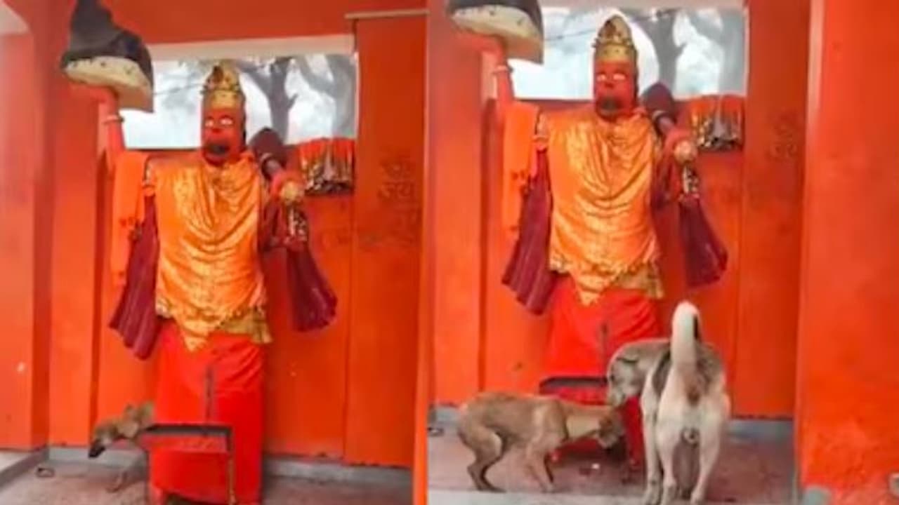 ಹನುಮಾನ್ ಪ್ರತಿಮೆಗೆ ನಿರಂತರ ಸುತ್ತು ಹೊಡೆದು ಸುದ್ದಿಯಾಗಿದ್ದ ನಾಯಿ ಅಸ್ವಸ್ಥ: ಪಶುಆಸ್ಪತ್ರೆಗೆ ದಾಖಲು | Dog Circling Bijnor Temple Idol Fell Ill ಹನುಮಾನ್ ಪ್ರತಿಮೆಗೆ ನಿರಂತರ ಸುತ್ತು ಹೊಡೆದು ಸುದ್ದಿಯಾಗಿದ್ದ ನಾಯಿ ಅಸ್ವಸ್ಥ: ಪಶುಆಸ್ಪತ್ರೆಗೆ ದಾಖಲು | Dog Circling Bijnor Temple Idol Fell Ill