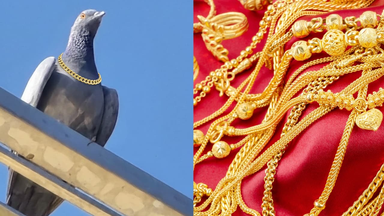 Pigeon Gold ಪಕ್ಷಿಗೂ ಗೊತ್ತಾಗಿದೆ ಚಿನ್ನ ದುಬಾರಿ, ಜ್ಯೂವೆಲ್ಲರಿ ಶಾಪ್ನಿಂದ ₹1 ಲಕ್ಷ ಮೌಲ್ಯದ ಸರ ಎಗರಿಸಿದ ಪಾರಿವಾಳ | Pigeon Flies Away With Rs 1 Lakh Worth Gold Chain In Rajasthan Video Pigeon Gold ಪಕ್ಷಿಗೂ ಗೊತ್ತಾಗಿದೆ ಚಿನ್ನ ದುಬಾರಿ, ಜ್ಯೂವೆಲ್ಲರಿ ಶಾಪ್ನಿಂದ ₹1 ಲಕ್ಷ ಮೌಲ್ಯದ ಸರ ಎಗರಿಸಿದ ಪಾರಿವಾಳ | Pigeon Flies Away With Rs 1 Lakh Worth Gold Chain In Rajasthan Video