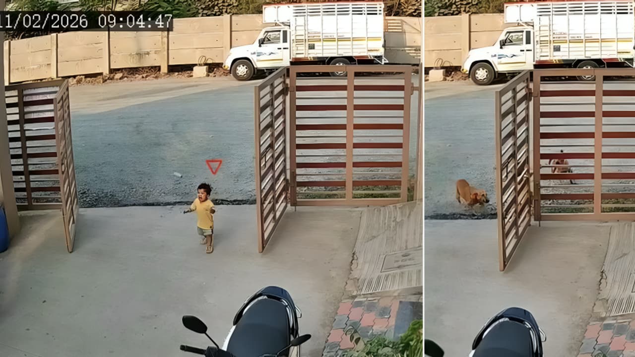 CCTV Captures Stray Dog Attack On Toddler Near Society Gate in Gujarat ...