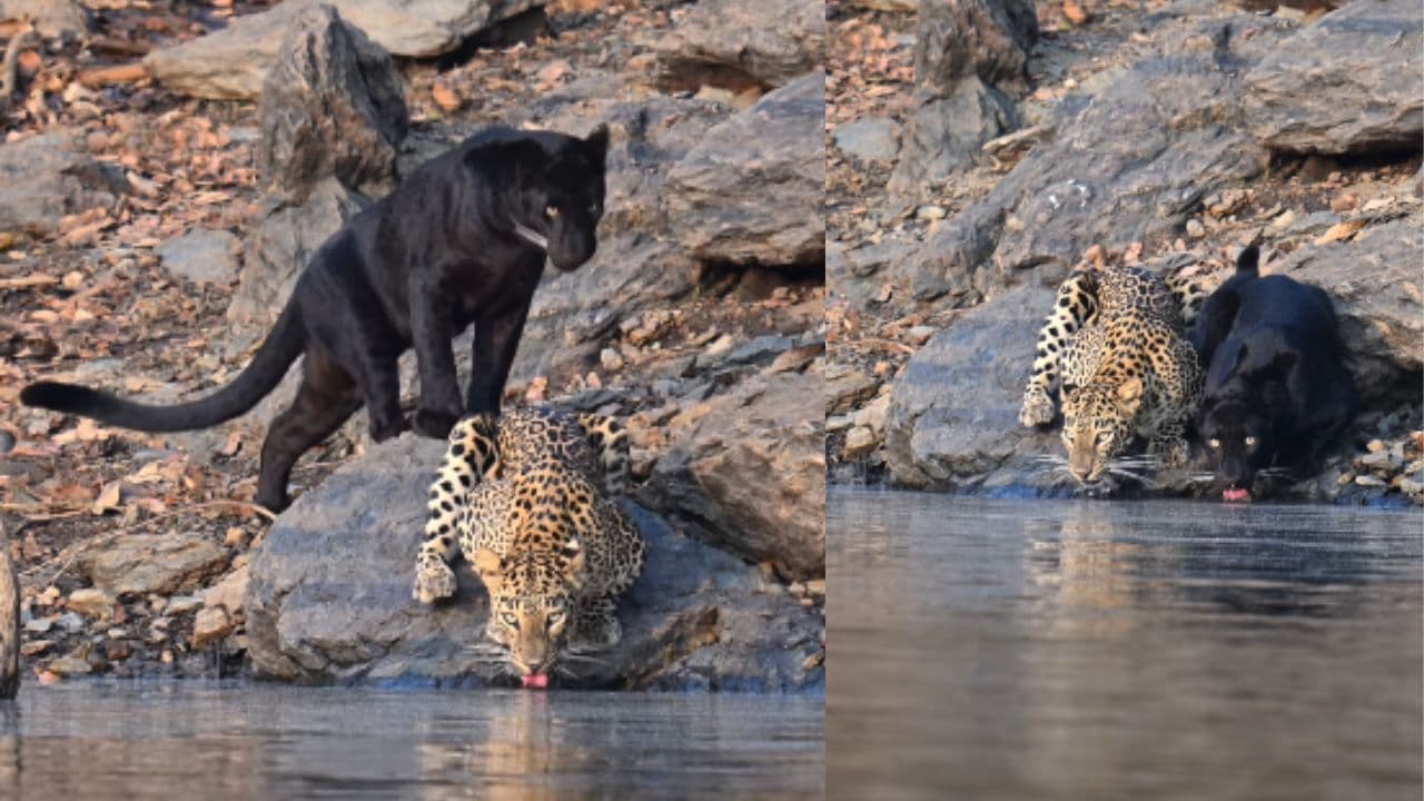 ಕನ್ನಡ ನಾಡಿನ ಕರಿಚಿರತೆ; ಸೋಶಿಯಲ್ ಮೀಡಿಯಾದಲ್ಲಿ ವೈರಲ್ ಆಗ್ತಿರುವ ವಿಡಿಯೋದ ಅಸಲಿಯತ್ತೇನು ಗೊತ್ತೇ? | Bhadra Tiger Reserve Viral Video Black Panther And Leopard Spotted Together Drinking Water Sat ಕನ್ನಡ ನಾಡಿನ ಕರಿಚಿರತೆ; ಸೋಶಿಯಲ್ ಮೀಡಿಯಾದಲ್ಲಿ ವೈರಲ್ ಆಗ್ತಿರುವ ವಿಡಿಯೋದ ಅಸಲಿಯತ್ತೇನು ಗೊತ್ತೇ? | Bhadra Tiger Reserve Viral Video Black Panther And Leopard Spotted Together Drinking Water Sat