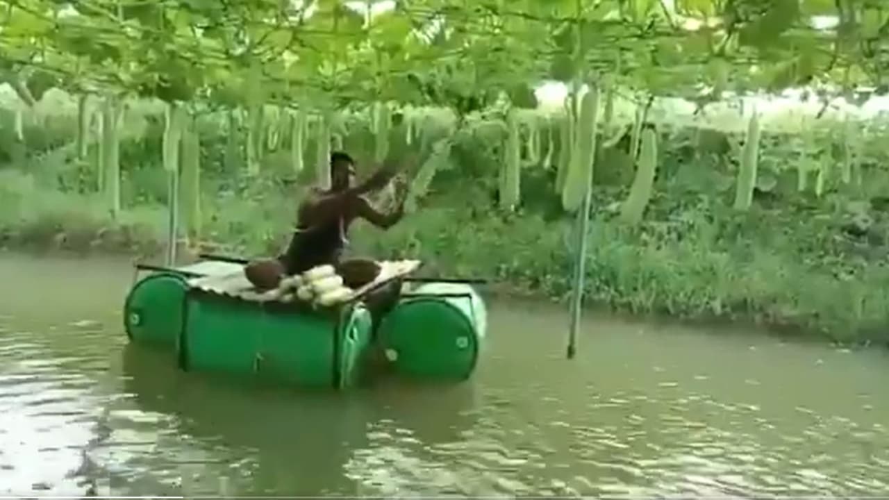 Vegetables Above, Fish Below: Odisha Farmer's ‘Pond Farming’ Hack Wins Internet (WATCH)