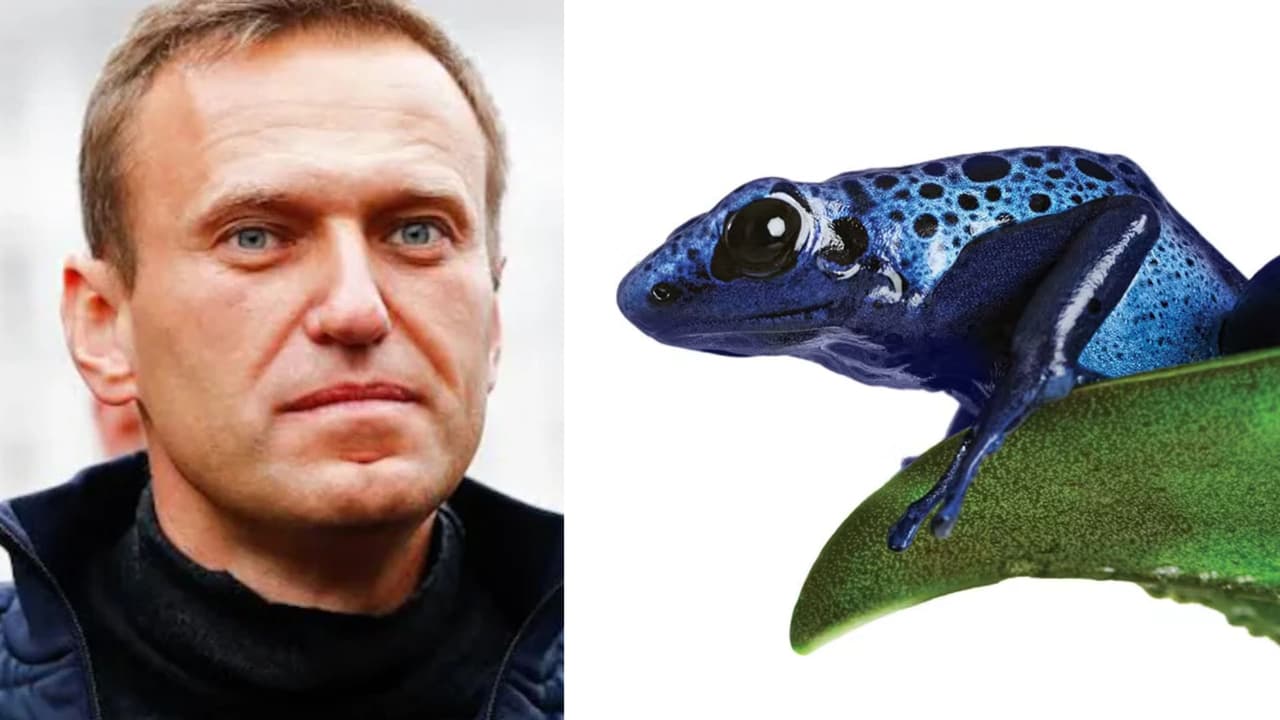 ಬಾಣದ ಕಪ್ಪೆಯ ವಿಷ ಬಳಸಿ ಅಲೆಕ್ಸಿ ನವಲ್ನಿ ಕೊ*ಲೆ, ಮಾಡಿದ್ದು ವ್ಲಾಡಿಮಿರ್ ಪುಟಿನ್: ಐದು ದೇಶಗಳ ಆರೋಪ! | Alexei Navalny Poisoned By Dart Frog Toxin Five Nations Blame Vladimir Putin San ಬಾಣದ ಕಪ್ಪೆಯ ವಿಷ ಬಳಸಿ ಅಲೆಕ್ಸಿ ನವಲ್ನಿ ಕೊ*ಲೆ, ಮಾಡಿದ್ದು ವ್ಲಾಡಿಮಿರ್ ಪುಟಿನ್: ಐದು ದೇಶಗಳ ಆರೋಪ! | Alexei Navalny Poisoned By Dart Frog Toxin Five Nations Blame Vladimir Putin San