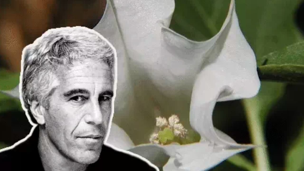 ತನ್ನ ಖಾಸಗಿ ದ್ವೀಪದ ನರ್ಸರಿಯಲ್ಲೇ ಶಿವನ ಪ್ರೀತಿಯ ಗಿಡ ಬೆಳೆಸಿದ್ದ ಜೆಫ್ರಿ ಎಪ್ಸ್ಟೀನ್! | Jeffrey Epstein Files Datura Plant Zombie Flower Hindu Significance San ತನ್ನ ಖಾಸಗಿ ದ್ವೀಪದ ನರ್ಸರಿಯಲ್ಲೇ ಶಿವನ ಪ್ರೀತಿಯ ಗಿಡ ಬೆಳೆಸಿದ್ದ ಜೆಫ್ರಿ ಎಪ್ಸ್ಟೀನ್! | Jeffrey Epstein Files Datura Plant Zombie Flower Hindu Significance San