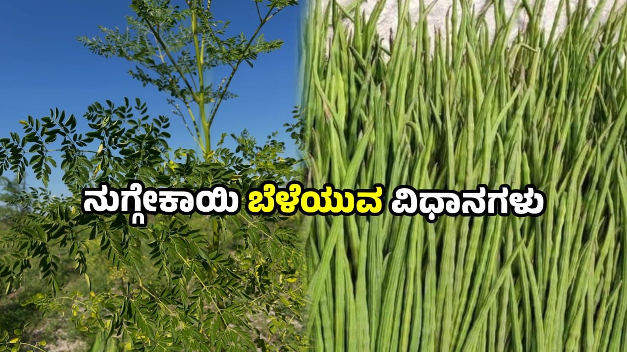 ಈ ಸಣ್ಣ ಟಿಪ್ಸ್ ಫಾಲೋ ಮಾಡಿದ್ರೆ, ಪಾಟ್ನಲ್ಲೇ ನುಗ್ಗೇಕಾಯಿ ಬೆಳೆಯುತ್ತೆ; ನೀವು ತಿಂದು, ಜಾಸ್ತಿ ಆಗಿ ಮಾರ್ತೀರಾ! ಈ ಸಣ್ಣ ಟಿಪ್ಸ್ ಫಾಲೋ ಮಾಡಿದ್ರೆ, ಪಾಟ್ನಲ್ಲೇ ನುಗ್ಗೇಕಾಯಿ ಬೆಳೆಯುತ್ತೆ; ನೀವು ತಿಂದು, ಜಾಸ್ತಿ ಆಗಿ ಮಾರ್ತೀರಾ!