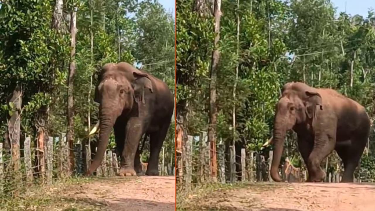 ಕಿವಿ ಹರ್ಕೊಂಡು ಒಂದು ಕೊಂಬು ಮುರ್ಕೊಂಡಿರೋ ಕಾಡಾನೆ ಭೀಮಾ: ಕಾಫಿ ತೋಟದ ಬೇಲಿಗಳೆಲ್ಲಾ ಪುಡಿ ಪುಡಿ ಕಿವಿ ಹರ್ಕೊಂಡು ಒಂದು ಕೊಂಬು ಮುರ್ಕೊಂಡಿರೋ ಕಾಡಾನೆ ಭೀಮಾ: ಕಾಫಿ ತೋಟದ ಬೇಲಿಗಳೆಲ್ಲಾ ಪುಡಿ ಪುಡಿ