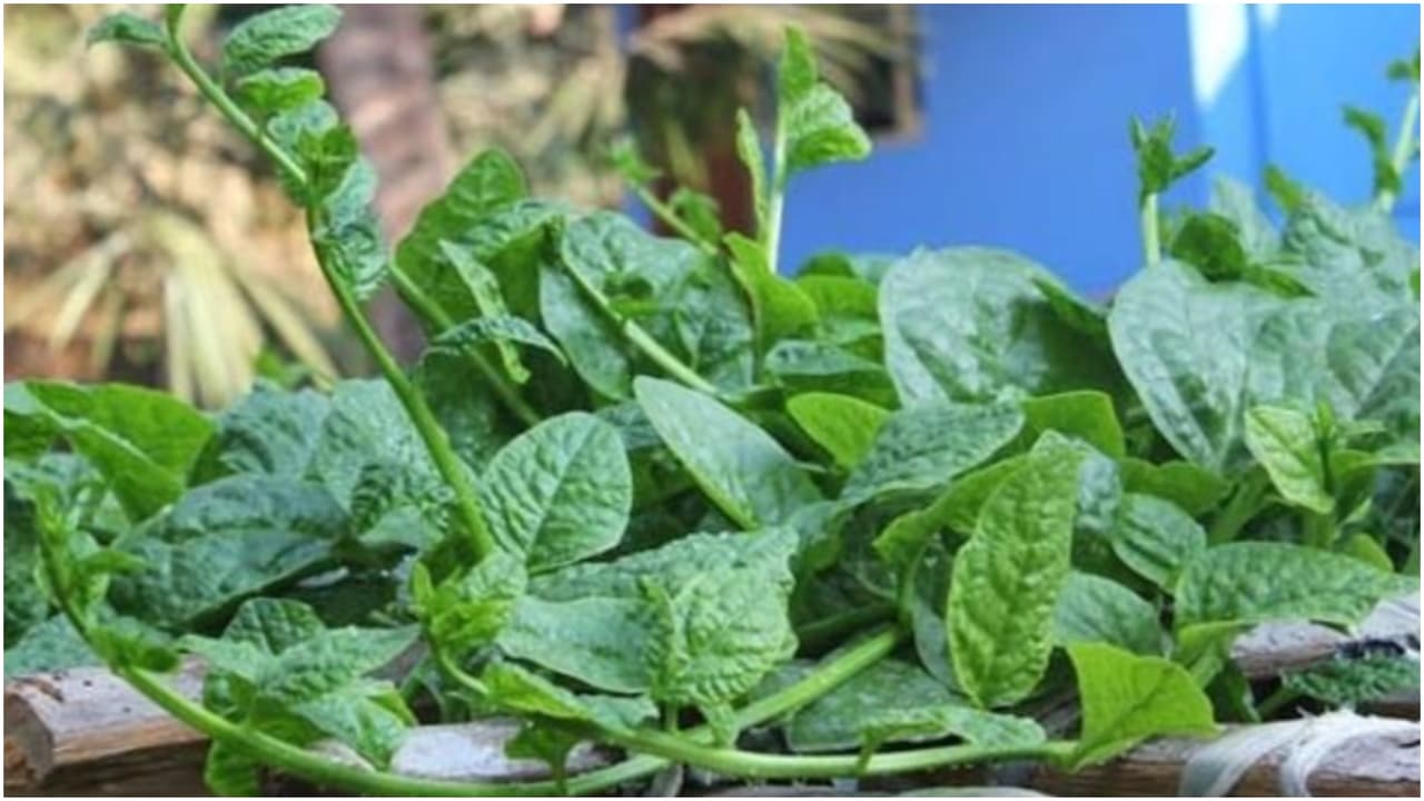 ಬಸಳೇಸೊಪ್ಪಿನ ಚಟ್ನಿ ಮಾಡೋ ಮೊದಲು ಹೀಗೆ ಸಂಸ್ಕಾರ ಮಾಡ್ಬೇಕು.. ಇಲ್ಲ ಅಂದ್ರೆ ಮಾಮೂಲಿ ಚಟ್ನಿ ಆಗುತ್ತೆ ಅದು..! ಬಸಳೇಸೊಪ್ಪಿನ ಚಟ್ನಿ ಮಾಡೋ ಮೊದಲು ಹೀಗೆ ಸಂಸ್ಕಾರ ಮಾಡ್ಬೇಕು.. ಇಲ್ಲ ಅಂದ್ರೆ ಮಾಮೂಲಿ ಚಟ್ನಿ ಆಗುತ್ತೆ ಅದು..!