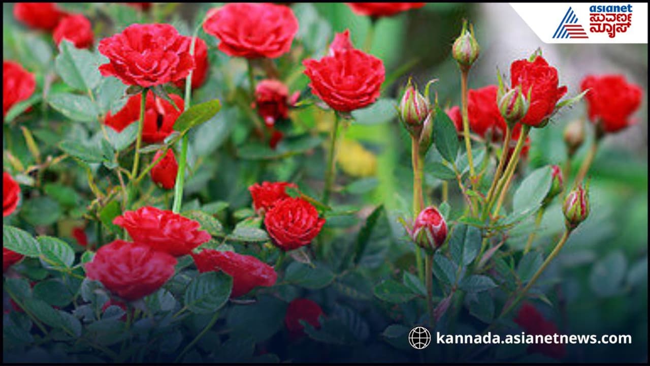 ಗಿಡದ ತುಂಬಾ ಗುಲಾಬಿ ಹೂ ಬಿಡ್ಬೇಕು ಅಂದ್ರೆ ಇದೊಂದು ವಸ್ತು ಹಾಕಿ ಮ್ಯಾಜಿಕ್ ನೋಡಿ ಗಿಡದ ತುಂಬಾ ಗುಲಾಬಿ ಹೂ ಬಿಡ್ಬೇಕು ಅಂದ್ರೆ ಇದೊಂದು ವಸ್ತು ಹಾಕಿ ಮ್ಯಾಜಿಕ್ ನೋಡಿ