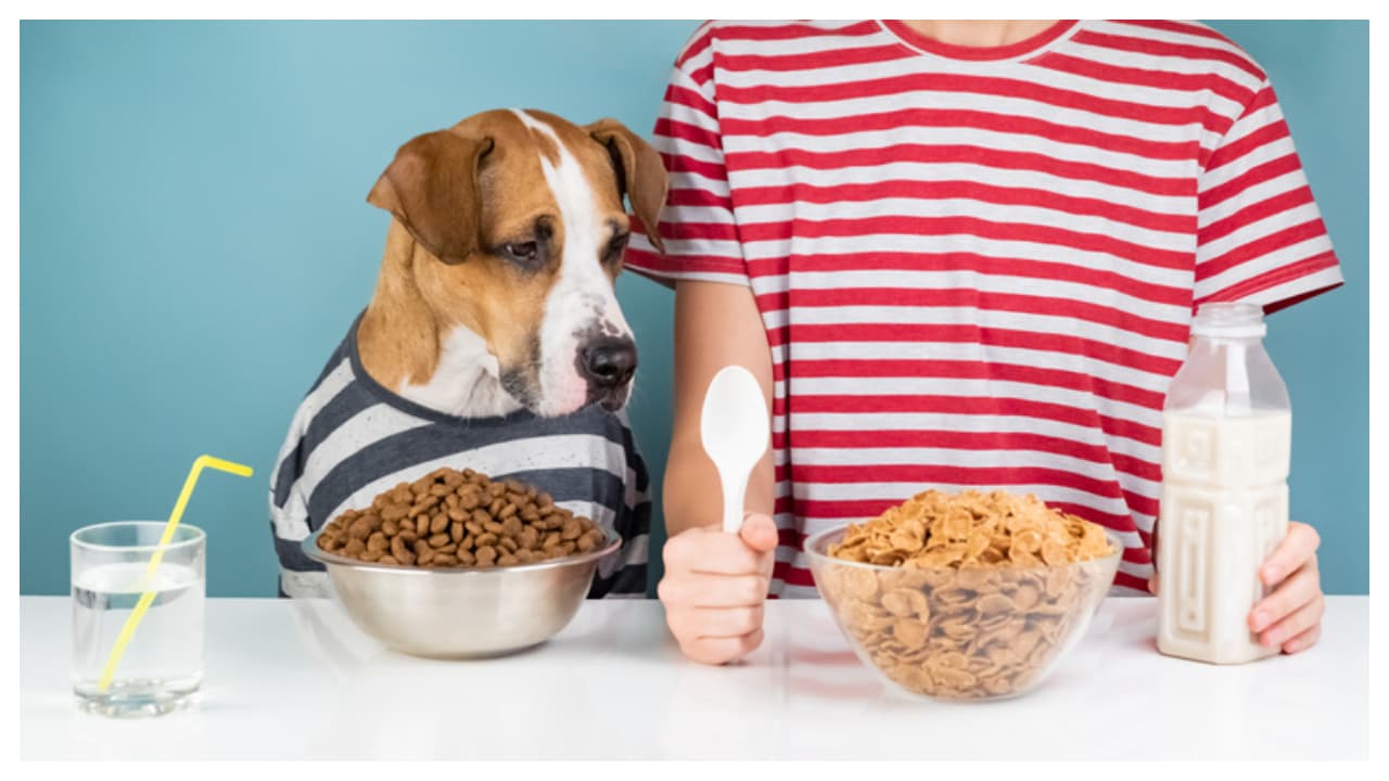 Viral Post: Puppy Goes to Kindergarten in China—Fees ₹1.6 Lakh, Internet Shocked