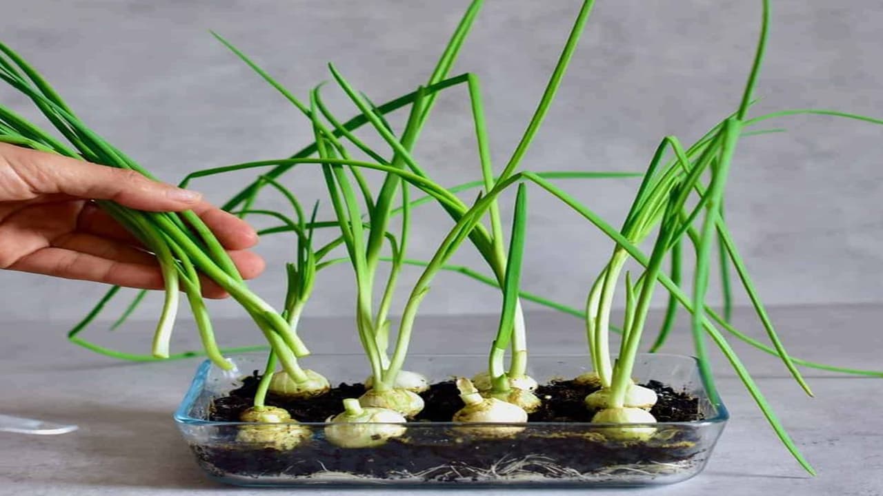 Gardening Tips: ಅಡುಗೆಮನೆ ತ್ಯಾಜ್ಯ ಎಸೆಯಬೇಡಿ! ಅದರಲ್ಲೇ ಬೆಳೆಯುತ್ತವೆ ಈ 8 ತರಕಾರಿಗಳು