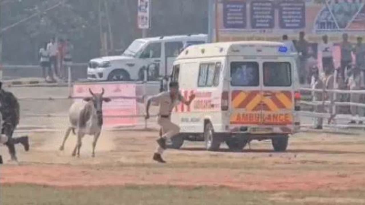 ಸಿಎಂ ಆಗಮನಕ್ಕೆ ಕೆಲ ನಿಮಿಷ ಮೊದಲು ಹೆಲಿಪ್ಯಾಡ್ಗೆ ನುಗ್ಗಿದ್ದ ಗೂಳಿ: ಭದ್ರತೆಗಿದ್ದ ಪೊಲೀಸರನ್ನೇ ಓಡಿಸಿದ ಹೋರಿ ಸಿಎಂ ಆಗಮನಕ್ಕೆ ಕೆಲ ನಿಮಿಷ ಮೊದಲು ಹೆಲಿಪ್ಯಾಡ್ಗೆ ನುಗ್ಗಿದ್ದ ಗೂಳಿ: ಭದ್ರತೆಗಿದ್ದ ಪೊಲೀಸರನ್ನೇ ಓಡಿಸಿದ ಹೋರಿ