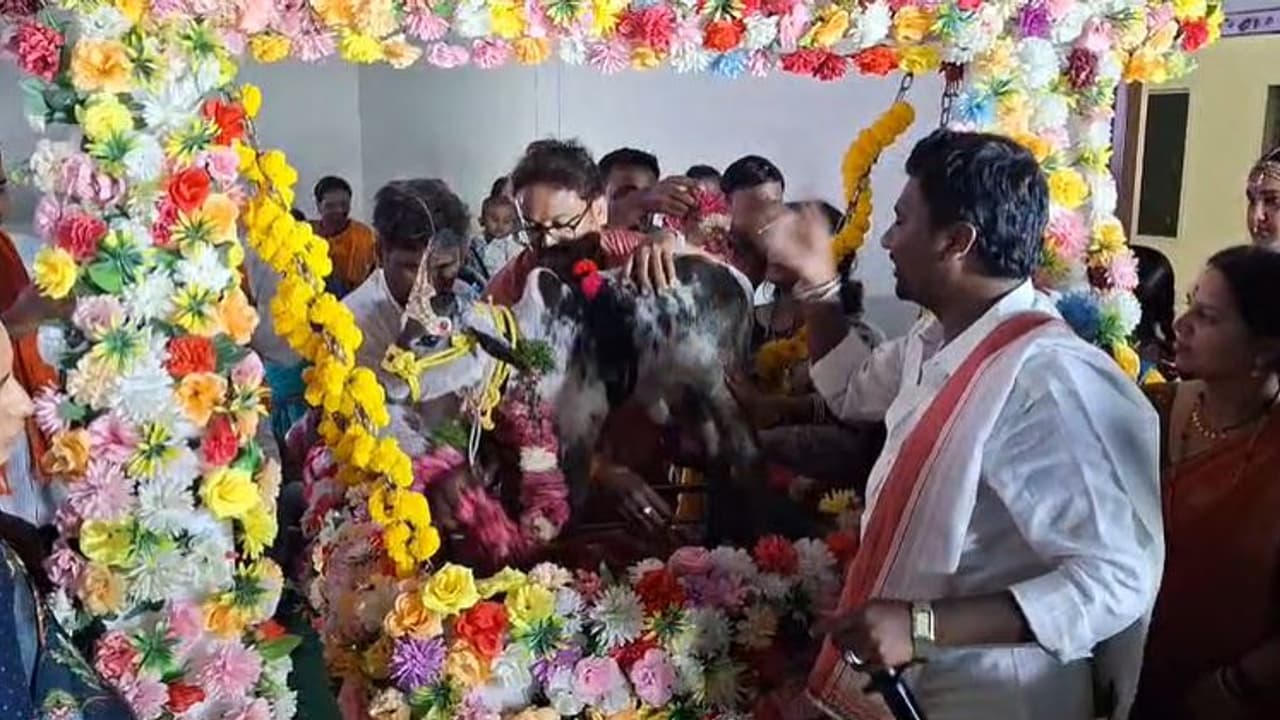 ಕಲಬುರಗಿ: 8 ದಿನದ ಕರುವನ್ನು ತೊಟ್ಟಿಲಲ್ಲಿ ಮಲಗಿಸಿ ಅದ್ದೂರಿ ನಾಮಕರಣ: ಗೋ ಸೇವಕರಿಗೆ ಸನ್ಮಾನ ಕಲಬುರಗಿ: 8 ದಿನದ ಕರುವನ್ನು ತೊಟ್ಟಿಲಲ್ಲಿ ಮಲಗಿಸಿ ಅದ್ದೂರಿ ನಾಮಕರಣ: ಗೋ ಸೇವಕರಿಗೆ ಸನ್ಮಾನ