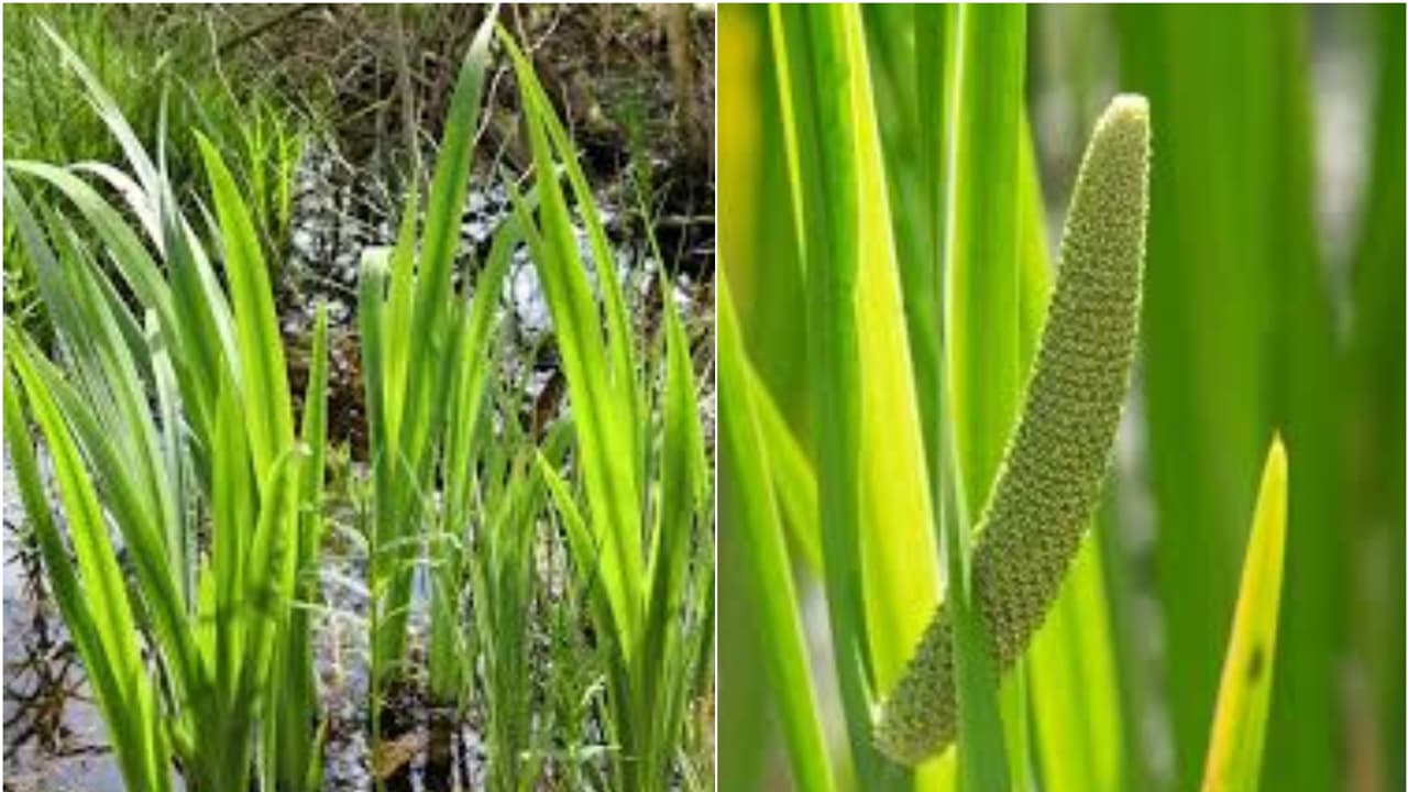 ‘ಹಿತ್ತಲ ಗಿಡ ಮದ್ದಲ್ಲ’ ಅನ್ನೋ ಗಾದೆಯನ್ನೇ ಸುಳ್ಳು ಮಾಡಿರೋ ಬಜೆ; ಎಷ್ಟೋ ದೈಹಿಕ ಸಮಸ್ಯೆಗೆ ಇದು ರಾಮಬಾಣ! | Sweet Flag Plant Called In Kannada As Baje Helath Benifits And Medicinal Uses To Know ‘ಹಿತ್ತಲ ಗಿಡ ಮದ್ದಲ್ಲ’ ಅನ್ನೋ ಗಾದೆಯನ್ನೇ ಸುಳ್ಳು ಮಾಡಿರೋ ಬಜೆ; ಎಷ್ಟೋ ದೈಹಿಕ ಸಮಸ್ಯೆಗೆ ಇದು ರಾಮಬಾಣ! | Sweet Flag Plant Called In Kannada As Baje Helath Benifits And Medicinal Uses To Know