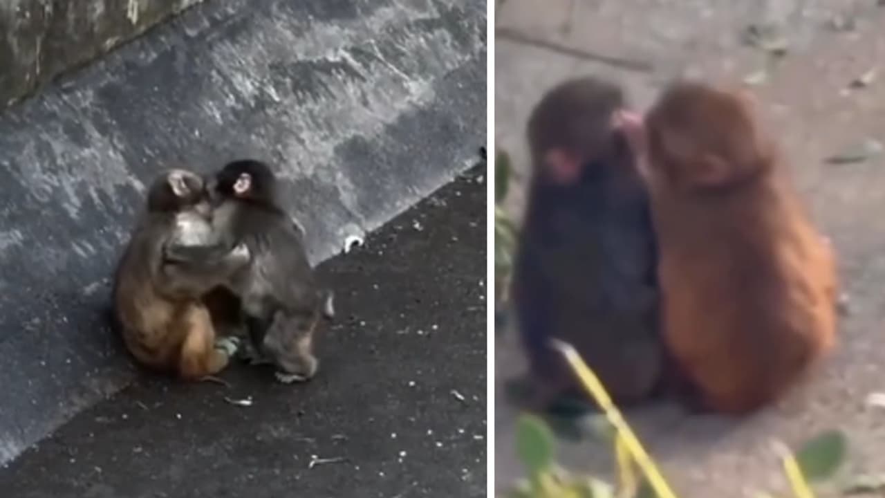 Viral Baby Monkey Punch Finds ‘Love’ at Japan Zoo, Internet Melts (WATCH)