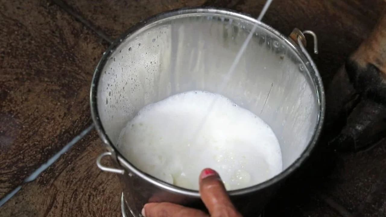 RSS milk delivery service: ದೇಶಿ ಹಸುವಿನ ಹಾಲು ಮಾರಾಟ ಶುರು ಮಾಡಿದ ಆರೆಸ್ಸೆಸ್, ಲೀಟರ್ಗೆ ₹85 | Rss Enters Dairy Market Starts Selling Desi Cow Milk At Rs 85 Per Litre Rav RSS milk delivery service: ದೇಶಿ ಹಸುವಿನ ಹಾಲು ಮಾರಾಟ ಶುರು ಮಾಡಿದ ಆರೆಸ್ಸೆಸ್, ಲೀಟರ್ಗೆ ₹85 | Rss Enters Dairy Market Starts Selling Desi Cow Milk At Rs 85 Per Litre Rav