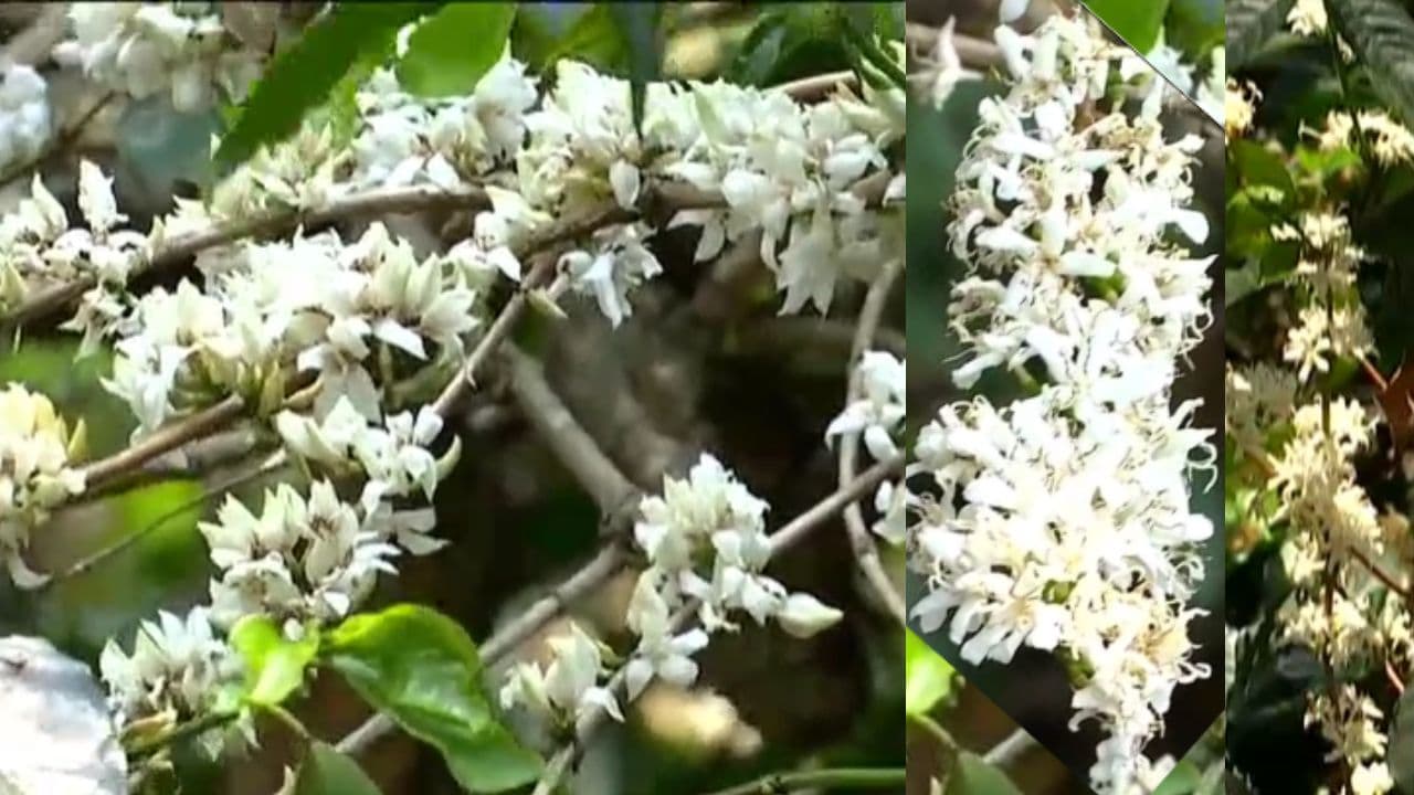 ಮಲೆನಾಡಿನಲ್ಲೀಗ ಕಾಫಿ ಹೂವುಗಳ ಘಮಲು: ಭೂಮಿಗೆ ಇಳಿದ ನಕ್ಷತ್ರಪುಂಜದಂತೆ ಕಂಗೊಳಿಸುತ್ತಿದೆ ಕಾಫಿನಾಡು | Karnataka Tourism Chikkmagaluru Coffee Blossom Season Beauty Malenadu Tourism Sat ಮಲೆನಾಡಿನಲ್ಲೀಗ ಕಾಫಿ ಹೂವುಗಳ ಘಮಲು: ಭೂಮಿಗೆ ಇಳಿದ ನಕ್ಷತ್ರಪುಂಜದಂತೆ ಕಂಗೊಳಿಸುತ್ತಿದೆ ಕಾಫಿನಾಡು | Karnataka Tourism Chikkmagaluru Coffee Blossom Season Beauty Malenadu Tourism Sat