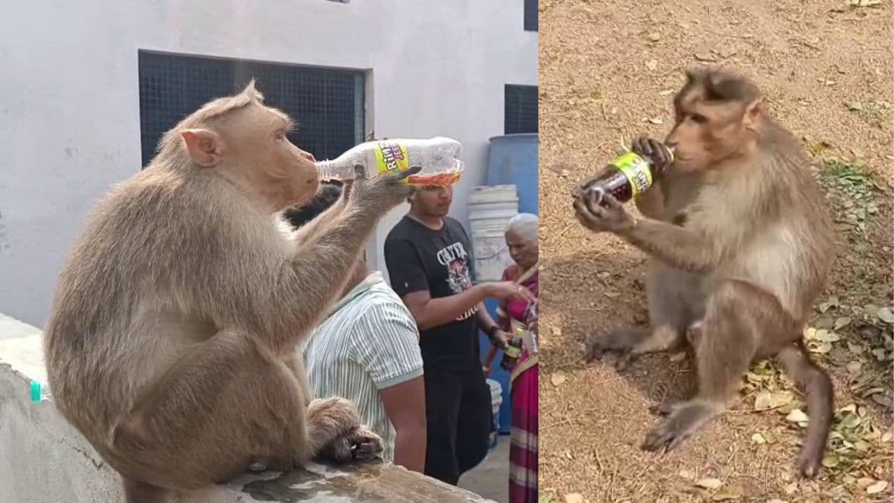 ಚಾಮುಂಡಿ ಬೆಟ್ಟದಲ್ಲಿ ಬಿಸಿಲ ಬೇಗೆಯ ದಣಿವಿಗೆ 'ಕೂಲ್ ಡ್ರಿಂಕ್ಸ್ ಕುಡಿದ ಕೋತಿಗಳು'; ಮಂಕೀಸ್ ರಾಕ್, ಭಕ್ತರು ಶಾಕ್! ಚಾಮುಂಡಿ ಬೆಟ್ಟದಲ್ಲಿ ಬಿಸಿಲ ಬೇಗೆಯ ದಣಿವಿಗೆ 'ಕೂಲ್ ಡ್ರಿಂಕ್ಸ್ ಕುಡಿದ ಕೋತಿಗಳು'; ಮಂಕೀಸ್ ರಾಕ್, ಭಕ್ತರು ಶಾಕ್!