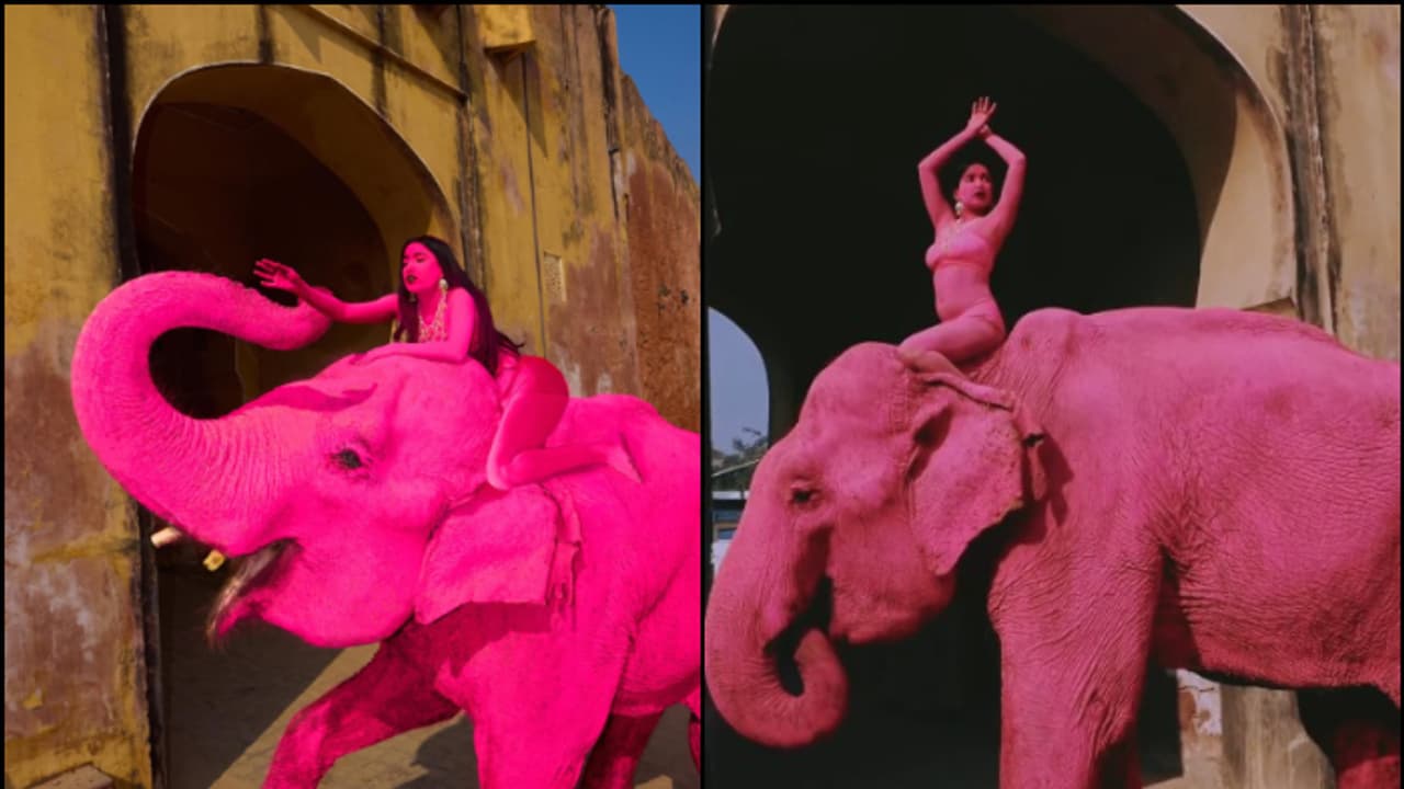 Russian Photographer Sparks Massive Outrage After Painting Elephant Pink for Jaipur Photoshoot