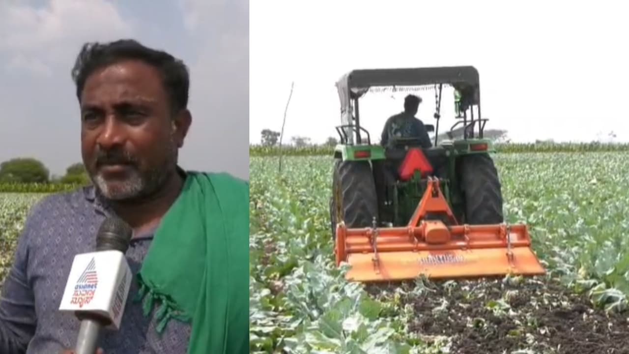 ಮಧ್ಯಪ್ರಾಚ್ಯ ಯುದ್ಧ ಎಫೆಕ್ಟ್: ತಾನೇ ಬೆಳೆದ ನಾಲ್ಕು ಎಕರೆ ಹೂಕೋಸು ನಾಶಪಡಿಸಿದ ರೈತ! | Middle East War Impact Chamarajanagar Farmer Destroys 4 Acres Of Cauliflower Crop ಮಧ್ಯಪ್ರಾಚ್ಯ ಯುದ್ಧ ಎಫೆಕ್ಟ್: ತಾನೇ ಬೆಳೆದ ನಾಲ್ಕು ಎಕರೆ ಹೂಕೋಸು ನಾಶಪಡಿಸಿದ ರೈತ! | Middle East War Impact Chamarajanagar Farmer Destroys 4 Acres Of Cauliflower Crop