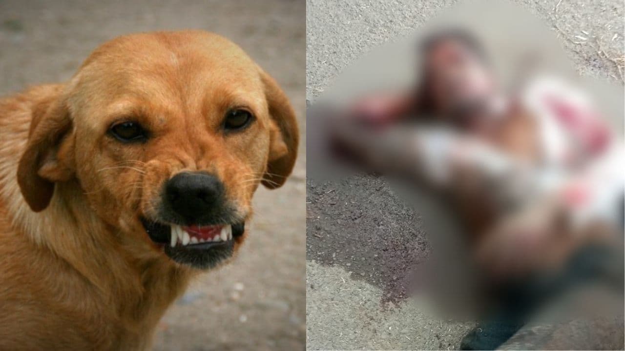 ಬೀದಿ ನಾಯಿಗಳ ರಕ್ಕಸ ದಾಳಿಗೆ ಕೋಮಾಕ್ಕೆ ಹೋದ ವ್ಯಕ್ತಿ; ಹುಲ್ಲೋಳಿ ಹಟ್ಟಿ ನಾಯಿಗಳ ಕಾಟಕ್ಕೆ, ಬೆಚ್ಚಿದ ಗ್ರಾಮಸ್ಥರು! | Belagavi Chikkodi Stray Dog Attack Yonger Man Gone To Coma Hukkeri News Sat ಬೀದಿ ನಾಯಿಗಳ ರಕ್ಕಸ ದಾಳಿಗೆ ಕೋಮಾಕ್ಕೆ ಹೋದ ವ್ಯಕ್ತಿ; ಹುಲ್ಲೋಳಿ ಹಟ್ಟಿ ನಾಯಿಗಳ ಕಾಟಕ್ಕೆ, ಬೆಚ್ಚಿದ ಗ್ರಾಮಸ್ಥರು! | Belagavi Chikkodi Stray Dog Attack Yonger Man Gone To Coma Hukkeri News Sat