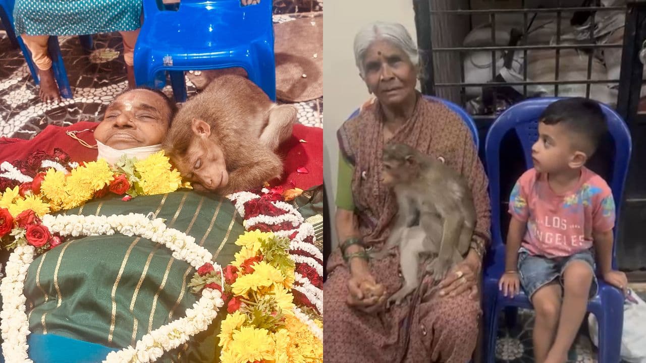 ಹಣ್ಣು ಕೊಟ್ಟ ಅಜ್ಜಿಯ ಸಾವಿಗೆ ಕಂಬನಿ ಮಿಡಿದ ಕಪಿರಾಯ; ಮೃತದೇಹದ ಮೇಲೆ ಮಲಗಿ ಕೋತಿಯ ಮೂಕರೋಧನೆ! | Ramanagara Channapatna Monkey Mourns Death Of Old Woman Parvathamma Sat ಹಣ್ಣು ಕೊಟ್ಟ ಅಜ್ಜಿಯ ಸಾವಿಗೆ ಕಂಬನಿ ಮಿಡಿದ ಕಪಿರಾಯ; ಮೃತದೇಹದ ಮೇಲೆ ಮಲಗಿ ಕೋತಿಯ ಮೂಕರೋಧನೆ! | Ramanagara Channapatna Monkey Mourns Death Of Old Woman Parvathamma Sat