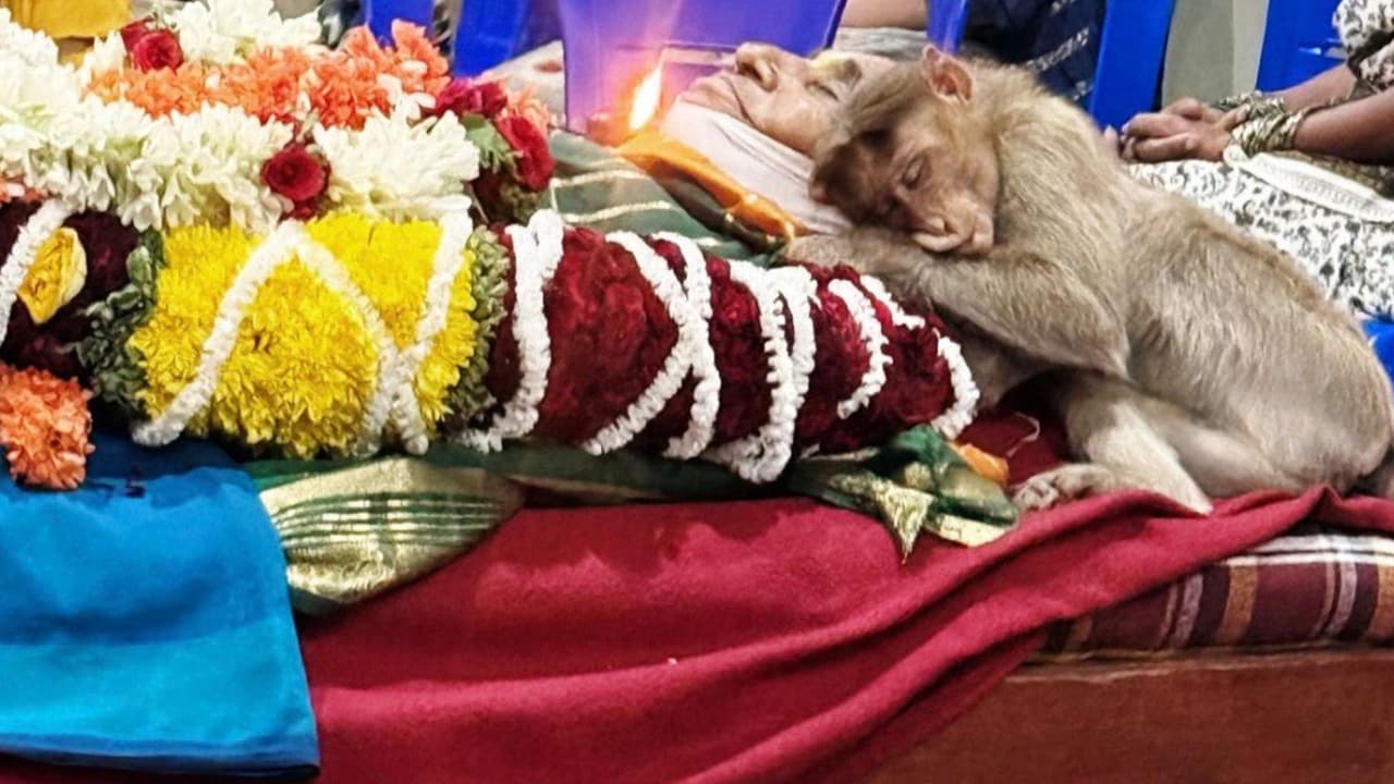 ಅನ್ನದ ಋಣ ಮುಗಿಯಿತು: ತನಗೆ ಮಗನಂತೆ ತುತ್ತು ನೀಡಿದ ಅಜ್ಜಿಯ ಸಾವು, ಪಾರ್ಥಿವ ಶರೀರ ತಬ್ಬಿ ಕಣ್ಣೀರು ಸುರಿಸಿದ ಮಂಗ! | Heartbreaking Monkey Grieves And Hugs Body Of Elderly Woman Who Fed Him Daily At Ramanagar Rav ಅನ್ನದ ಋಣ ಮುಗಿಯಿತು: ತನಗೆ ಮಗನಂತೆ ತುತ್ತು ನೀಡಿದ ಅಜ್ಜಿಯ ಸಾವು, ಪಾರ್ಥಿವ ಶರೀರ ತಬ್ಬಿ ಕಣ್ಣೀರು ಸುರಿಸಿದ ಮಂಗ! | Heartbreaking Monkey Grieves And Hugs Body Of Elderly Woman Who Fed Him Daily At Ramanagar Rav