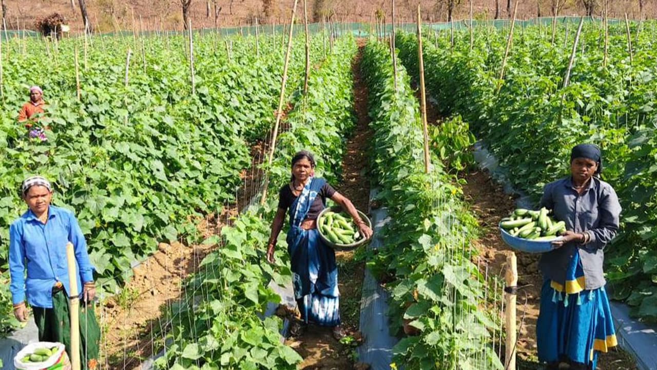 बिहान योजना से छत्तीसगढ़ की सुभद्रा ने खीरा बेचकर कमाई ₹7000