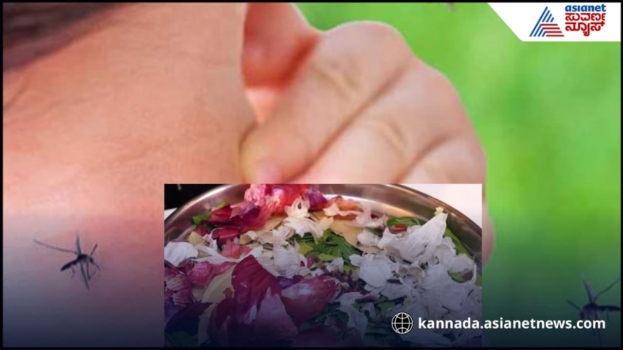 Mosquito Repellent at Home : ನೋ ಕಾಯಿಲ್, ನೋ ಸ್ಪ್ರೇ, ಇದ್ರಲ್ಲಿ100 ಪರ್ಸೆಂಟ್ ಸೊಳ್ಳೆ ಓಡಿ ಹೋಗುತ್ತೆ | Mosquito Repellent At Home No Coils No Sprays Effective Way To Repel Mosquitoes In Minutes Mosquito Repellent at Home : ನೋ ಕಾಯಿಲ್, ನೋ ಸ್ಪ್ರೇ, ಇದ್ರಲ್ಲಿ100 ಪರ್ಸೆಂಟ್ ಸೊಳ್ಳೆ ಓಡಿ ಹೋಗುತ್ತೆ | Mosquito Repellent At Home No Coils No Sprays Effective Way To Repel Mosquitoes In Minutes