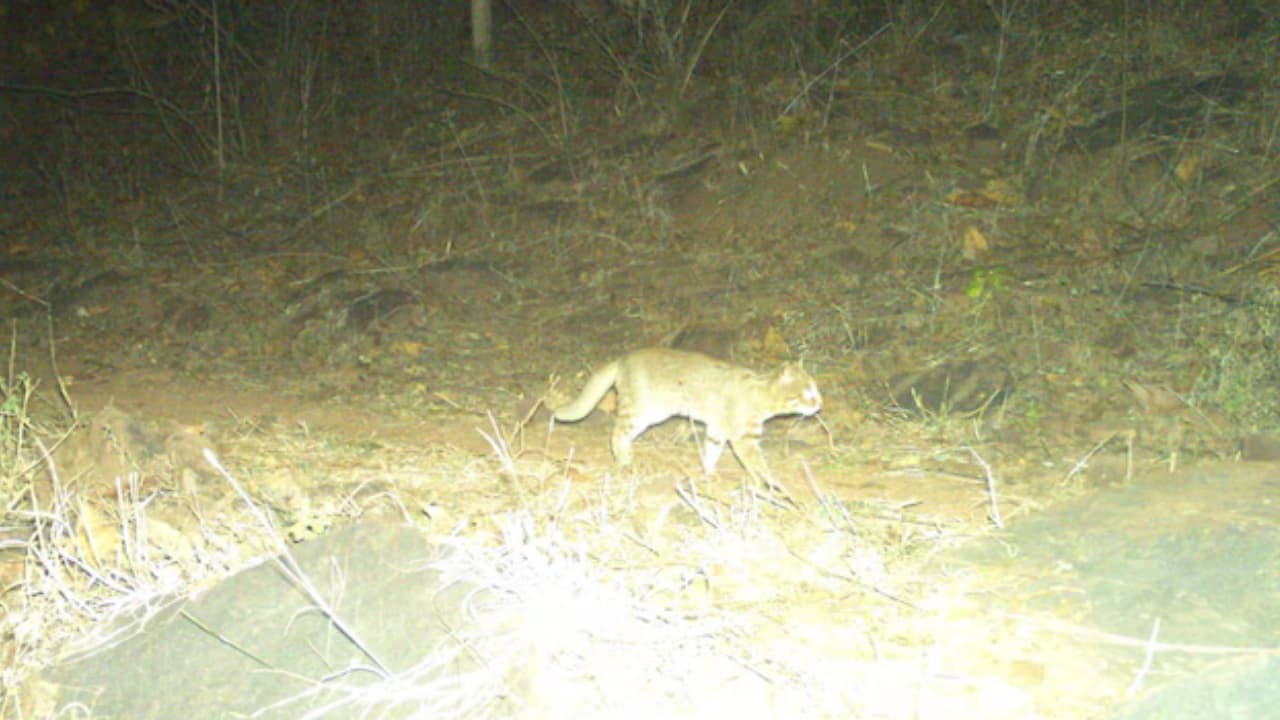 World's Smallest Cat Spotted in Madhya Pradesh Tiger Reserve During Survey