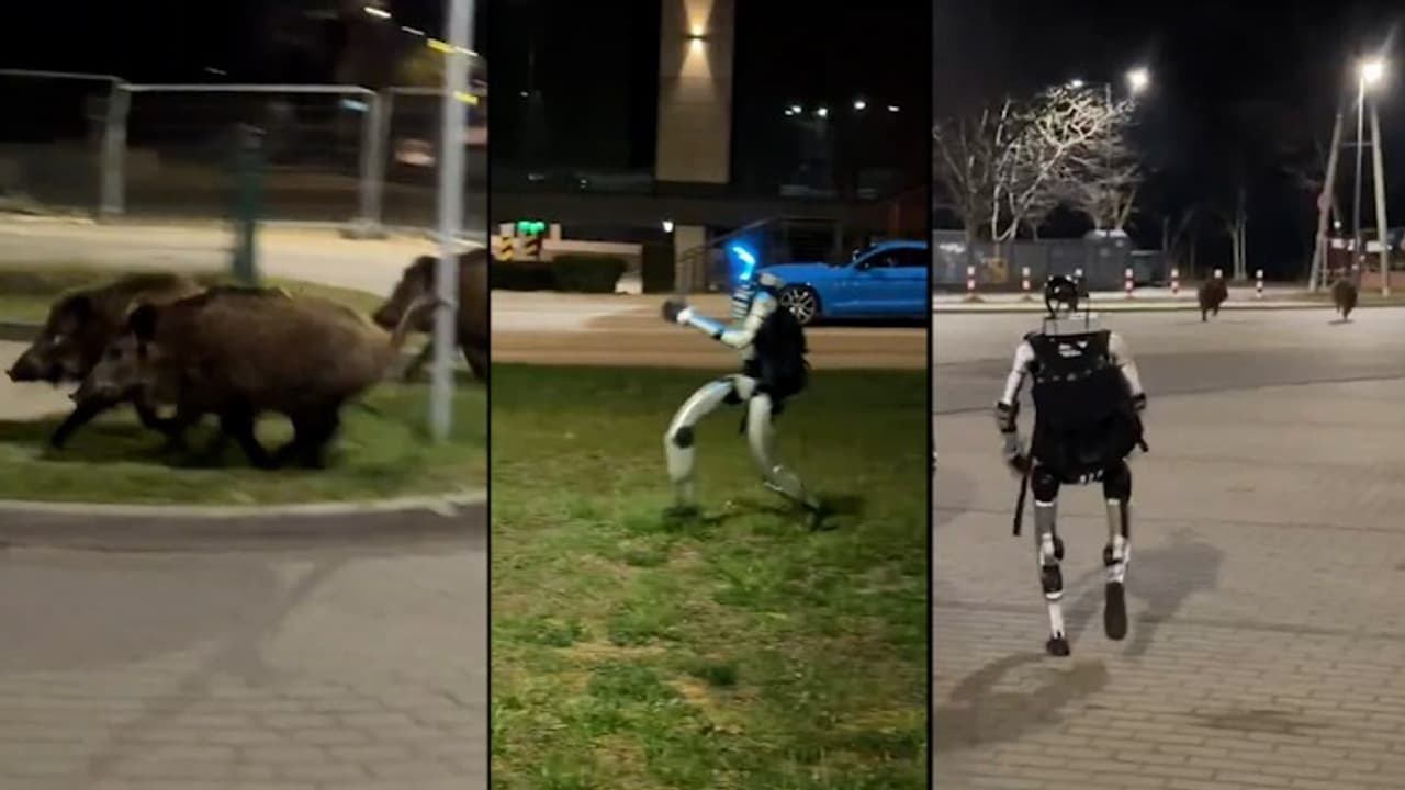 WATCH: Humanoid Robot ‘Edward’ Chases Wild Boars in Poland, Video Goes Viral